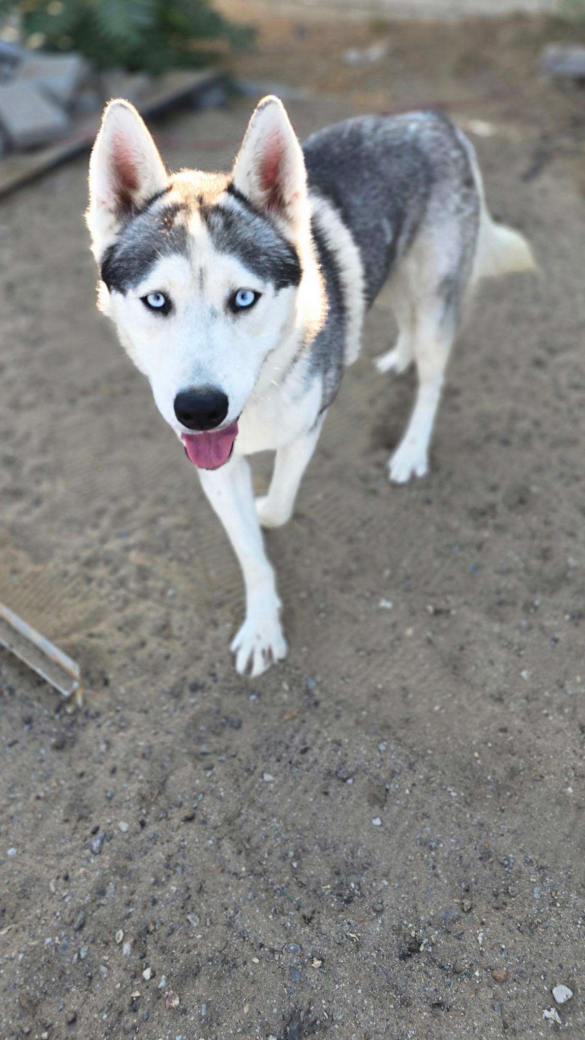 Huck, a Adoptable Siberian Husky in Sparks, NV image 3/5