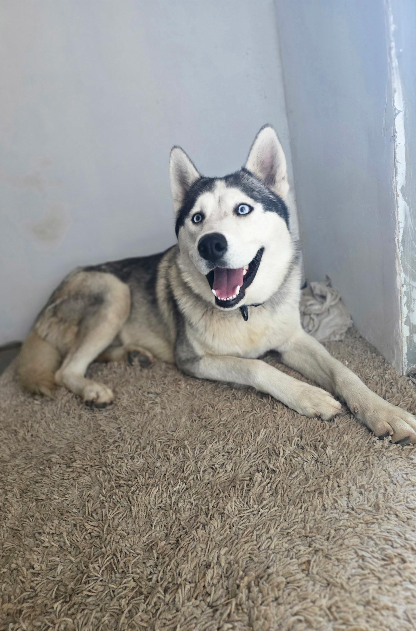 Huck, a Adoptable Siberian Husky in Sparks, NV image 4/5