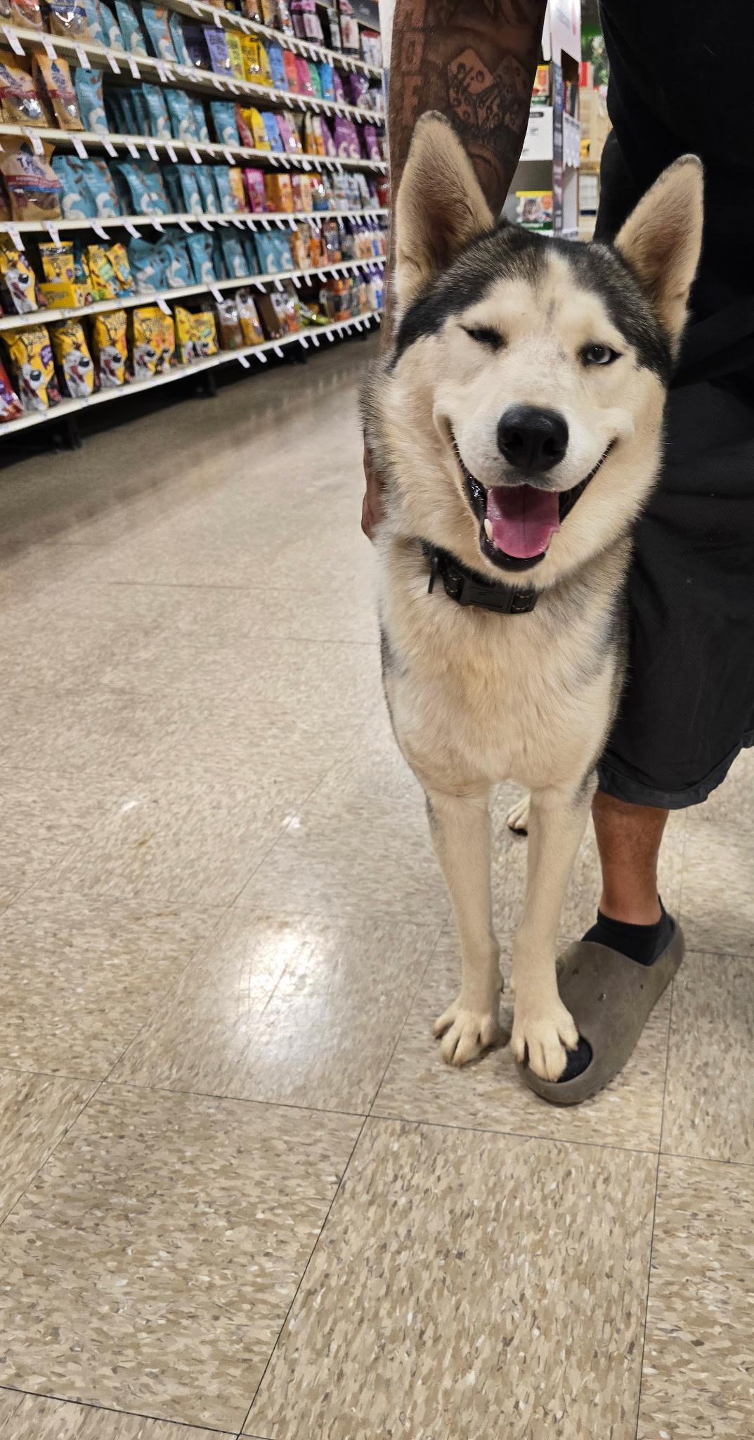 Huck, a Adoptable Siberian Husky in Sparks, NV image 5/5