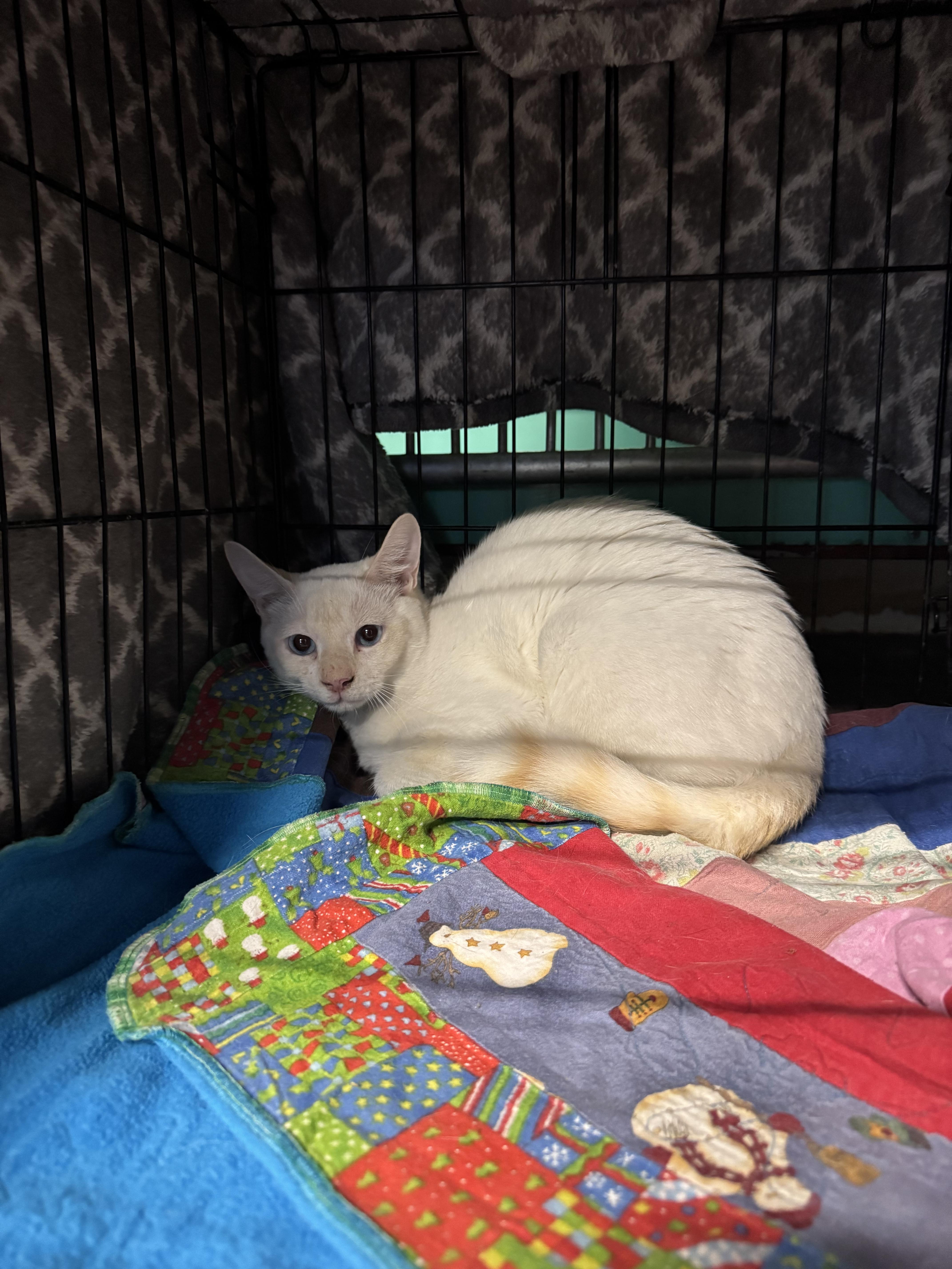 Date, Adoptable, Young Male Domestic Short Hair.