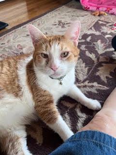 Enlarge Tucker 2, an adopted Domestic Short Hair in Cincinnati, OH image 4/5