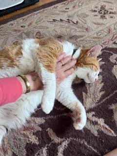 Enlarge Tucker 2, an adopted Domestic Short Hair in Cincinnati, OH image 5/5