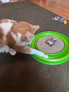Enlarge Tucker 2, an adopted Domestic Short Hair in Cincinnati, OH image 3/5