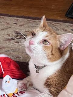 Enlarge Tucker 2, an adopted Domestic Short Hair in Cincinnati, OH image 1/5