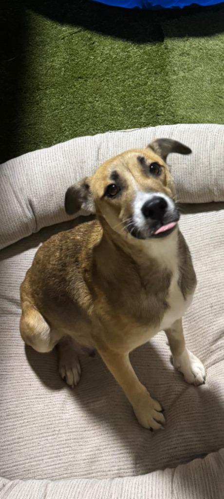 Sissy Mama Shortcake