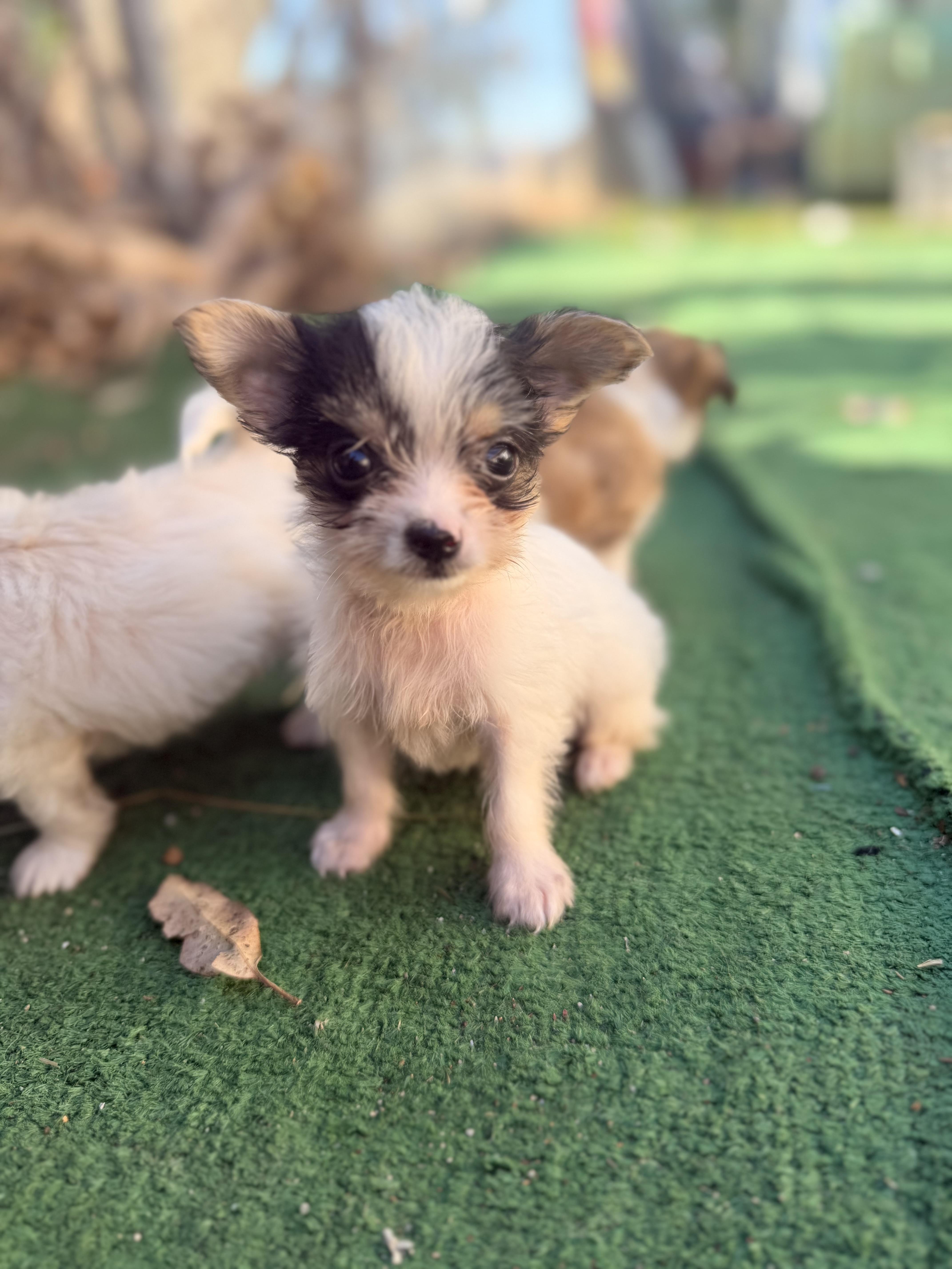 Enlarge Trinket, a ADOPTABLE mixed breed in Redlands , CA image 3/4