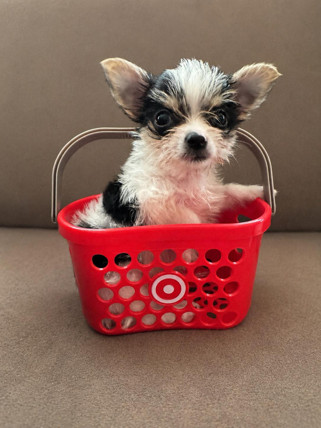Trinket, ADOPTABLE, Puppy Male Yorkie Poo & Chihuahua.