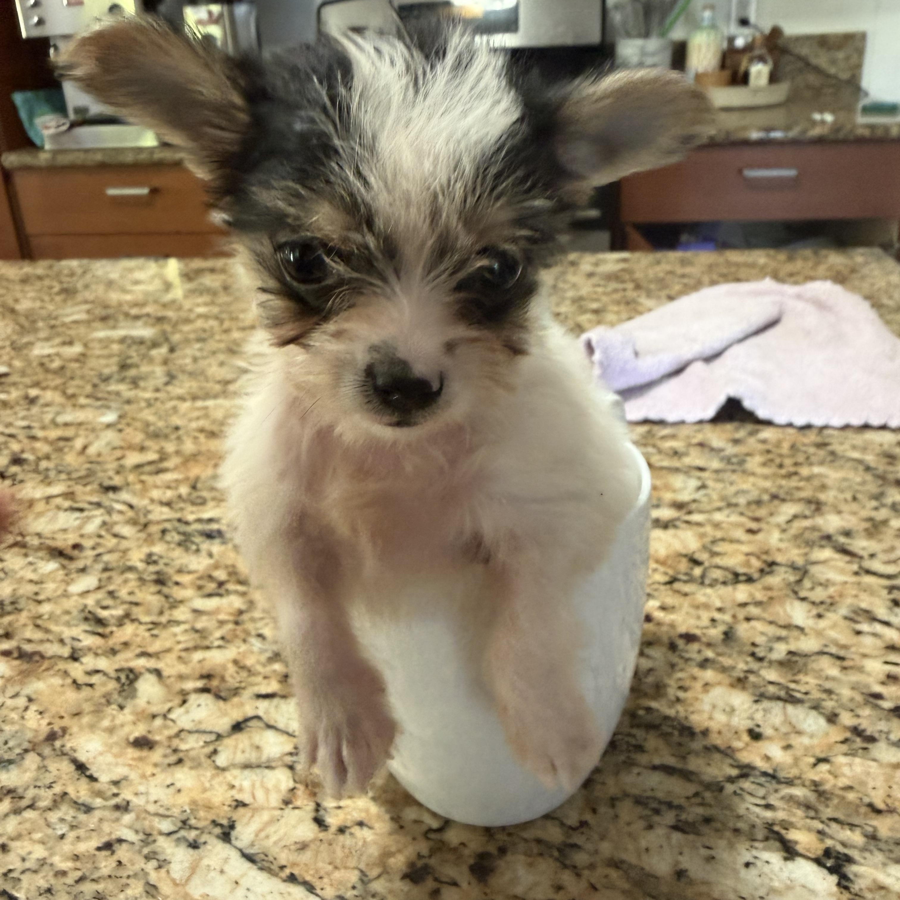 Enlarge Trinket, a ADOPTABLE mixed breed in Redlands , CA image 2/4