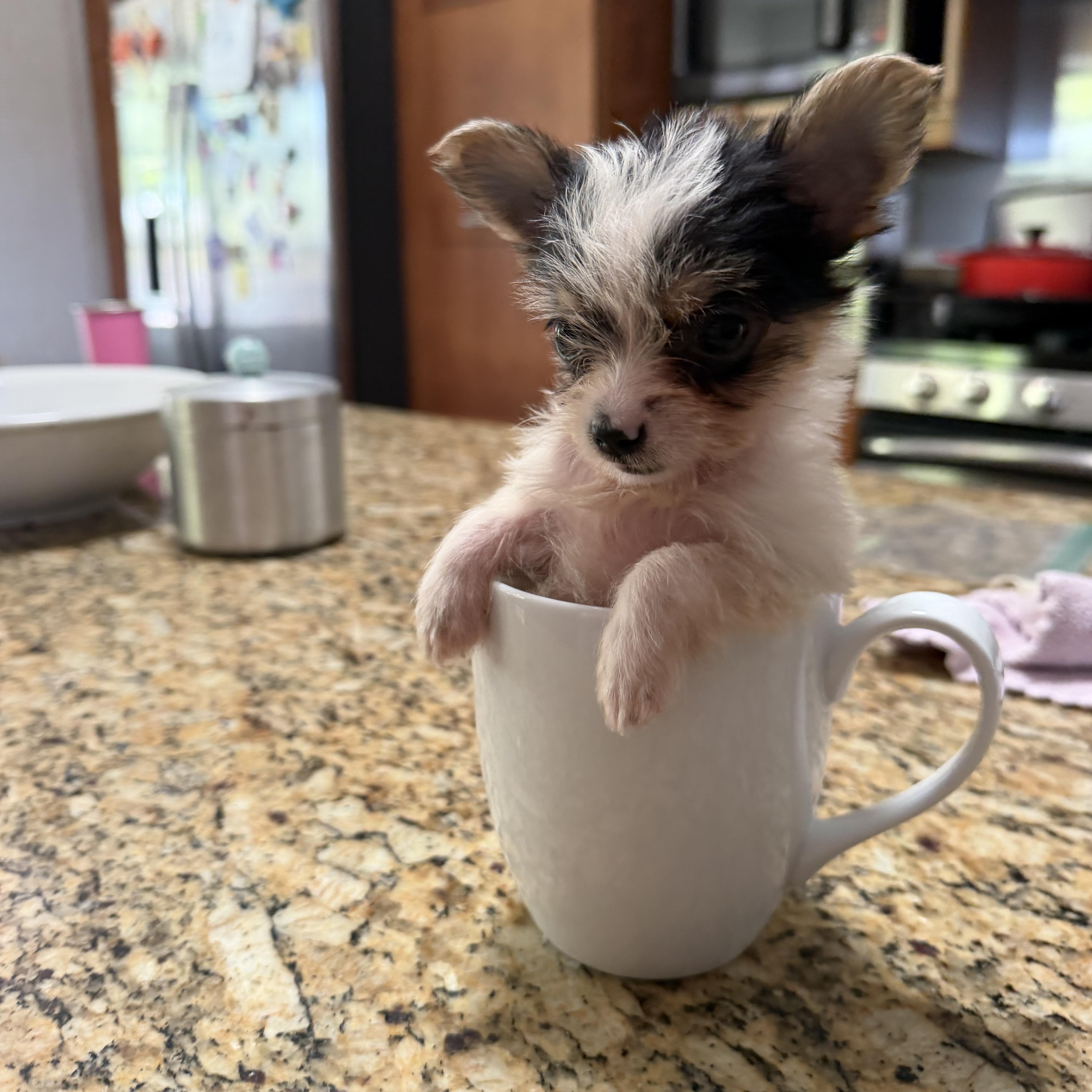 Enlarge Trinket, a ADOPTABLE mixed breed in Redlands , CA image 4/4