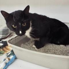 Waldo, Young Male Tuxedo