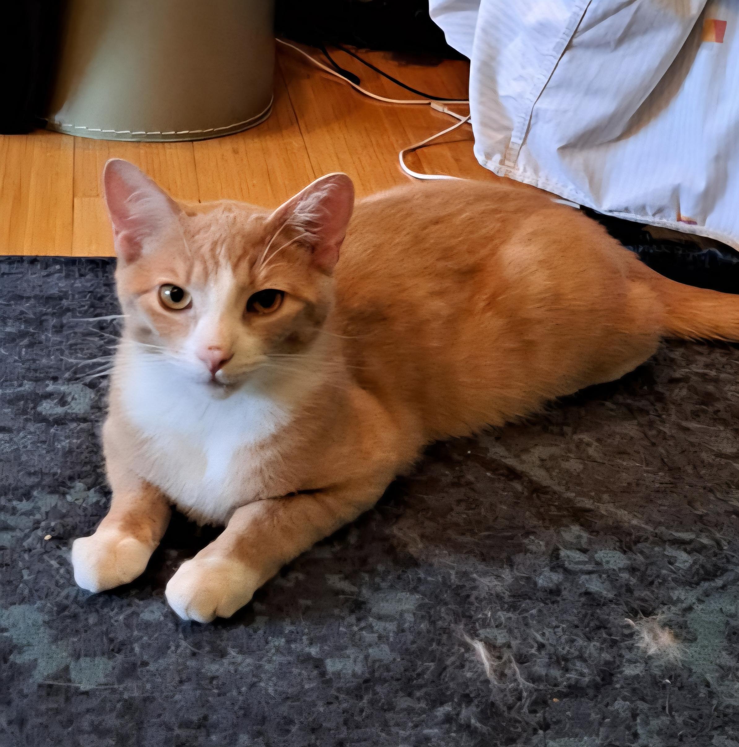 Enlarge Chase, a Adoptable Domestic Short Hair in New York, NY image 1/6