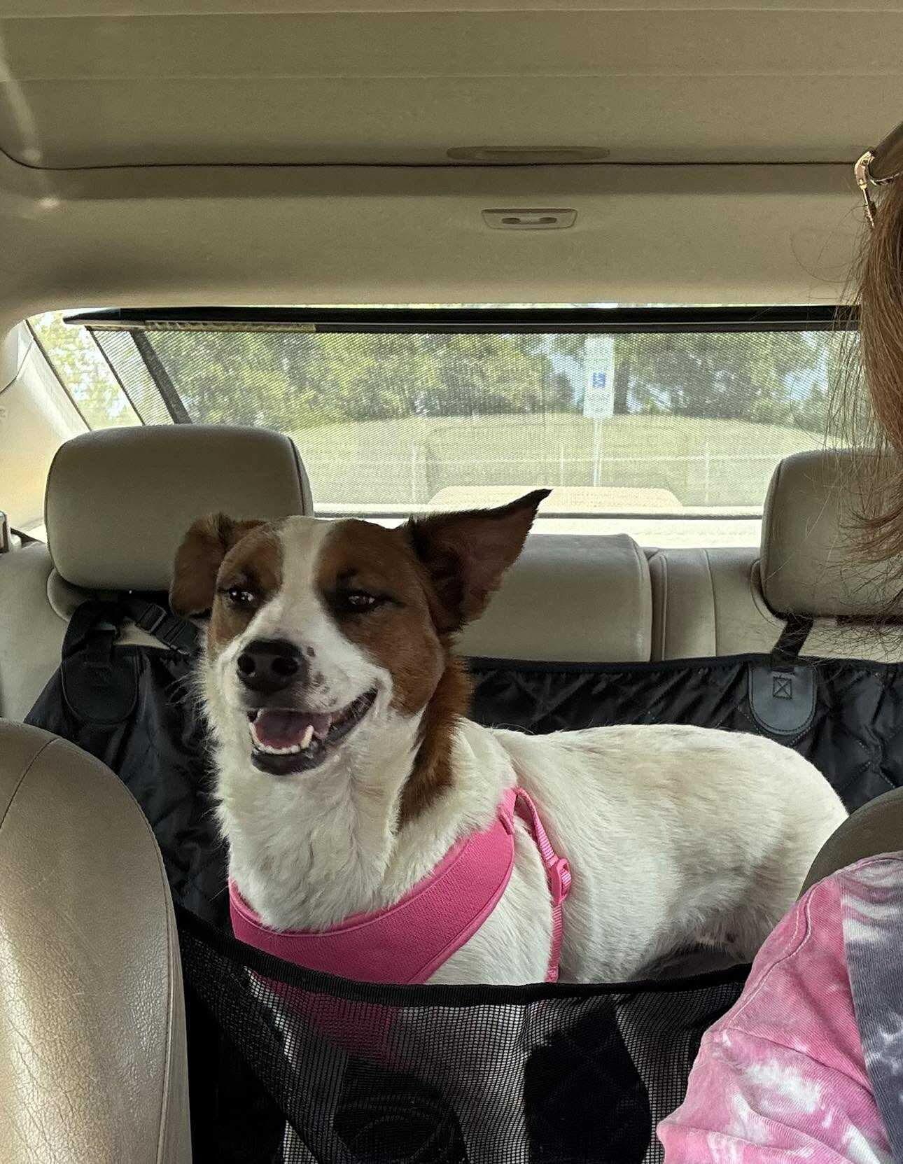 Daisy, Adopted, Adult Female Jack Russell Terrier.