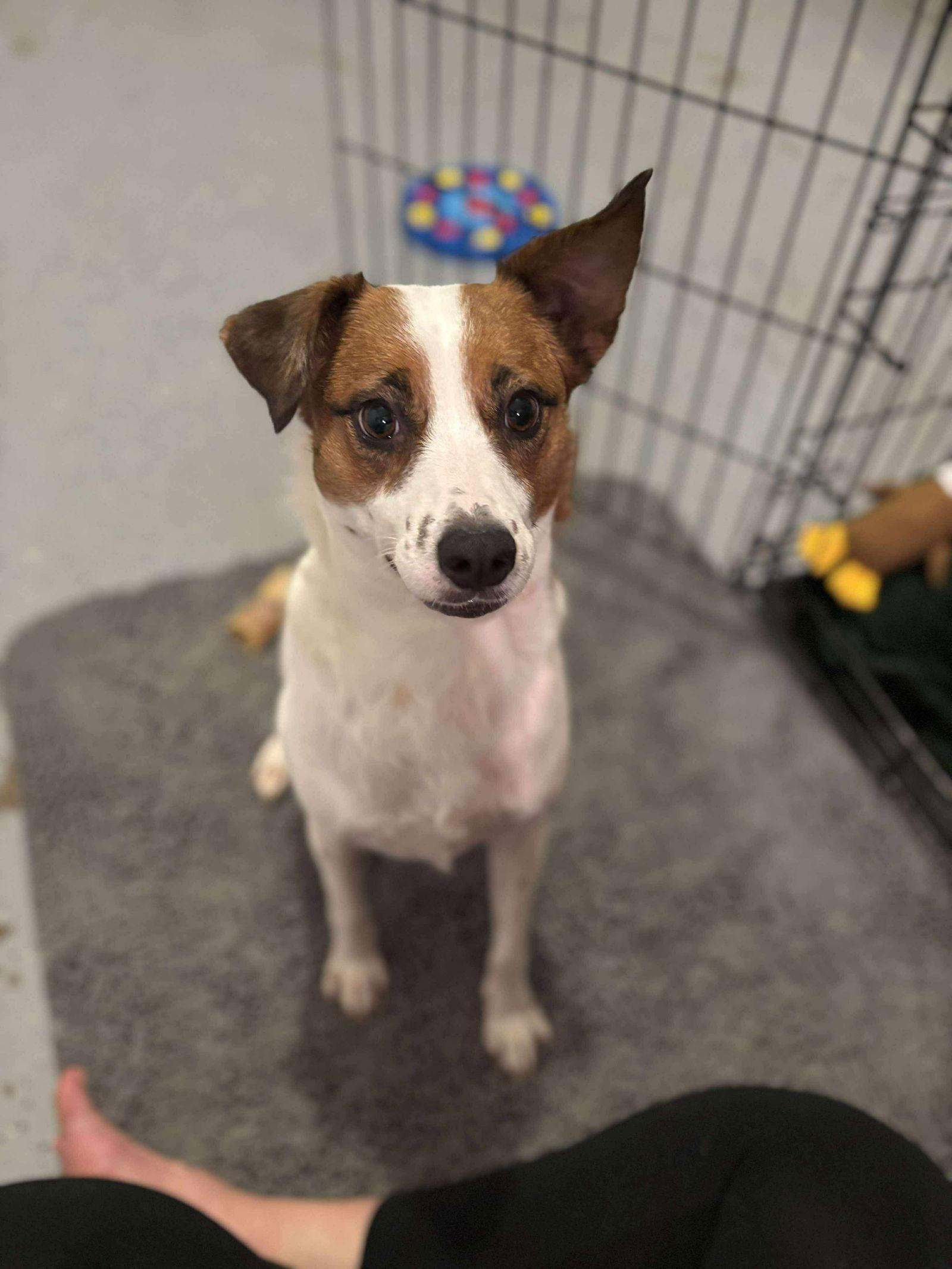 Daisy, a Adopted Jack Russell Terrier in Mint Hill, NC image 2/3