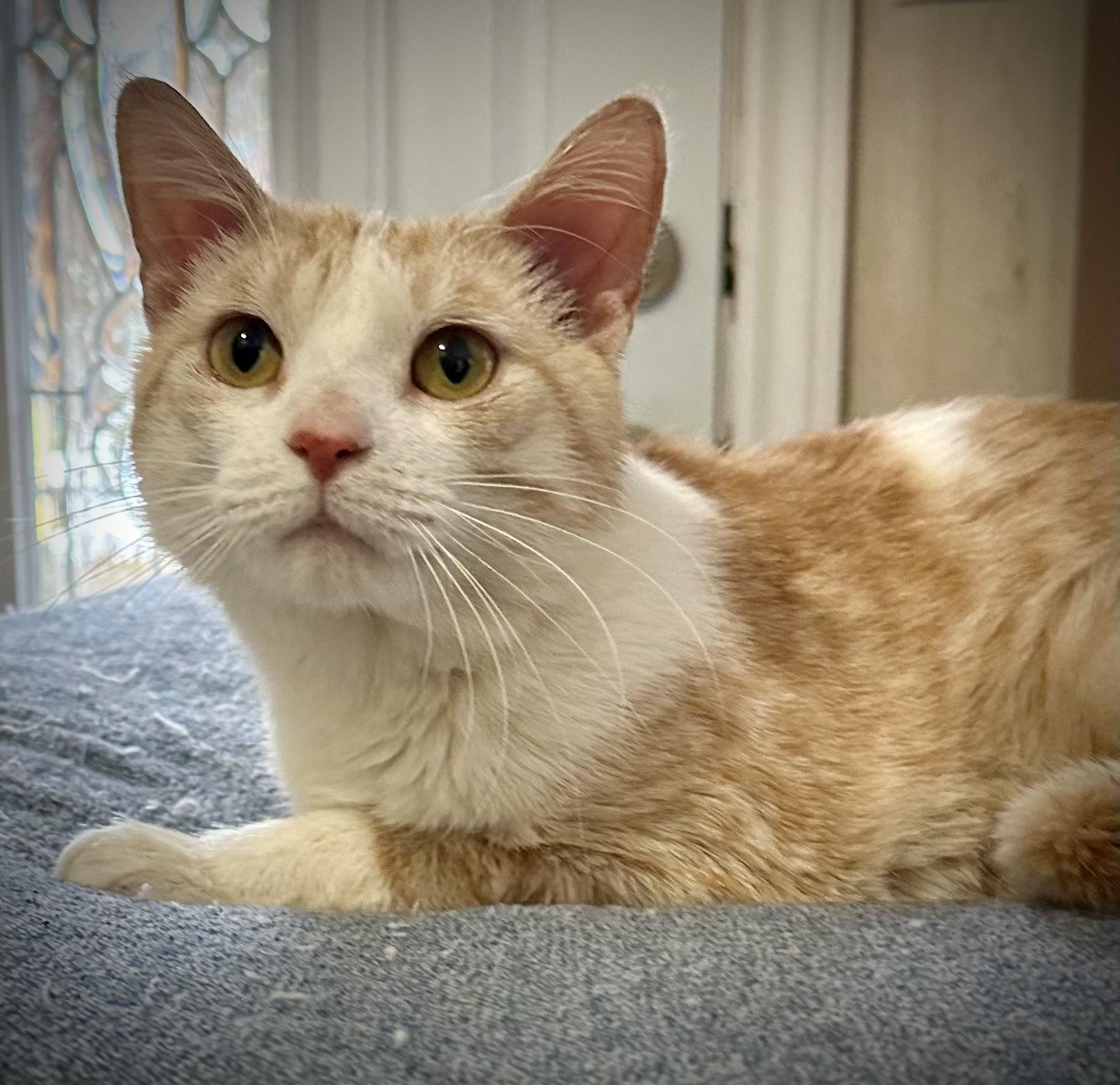 Enlarge Carson, a Adopted Domestic Short Hair in WOODSTOCK, ON image 4/4