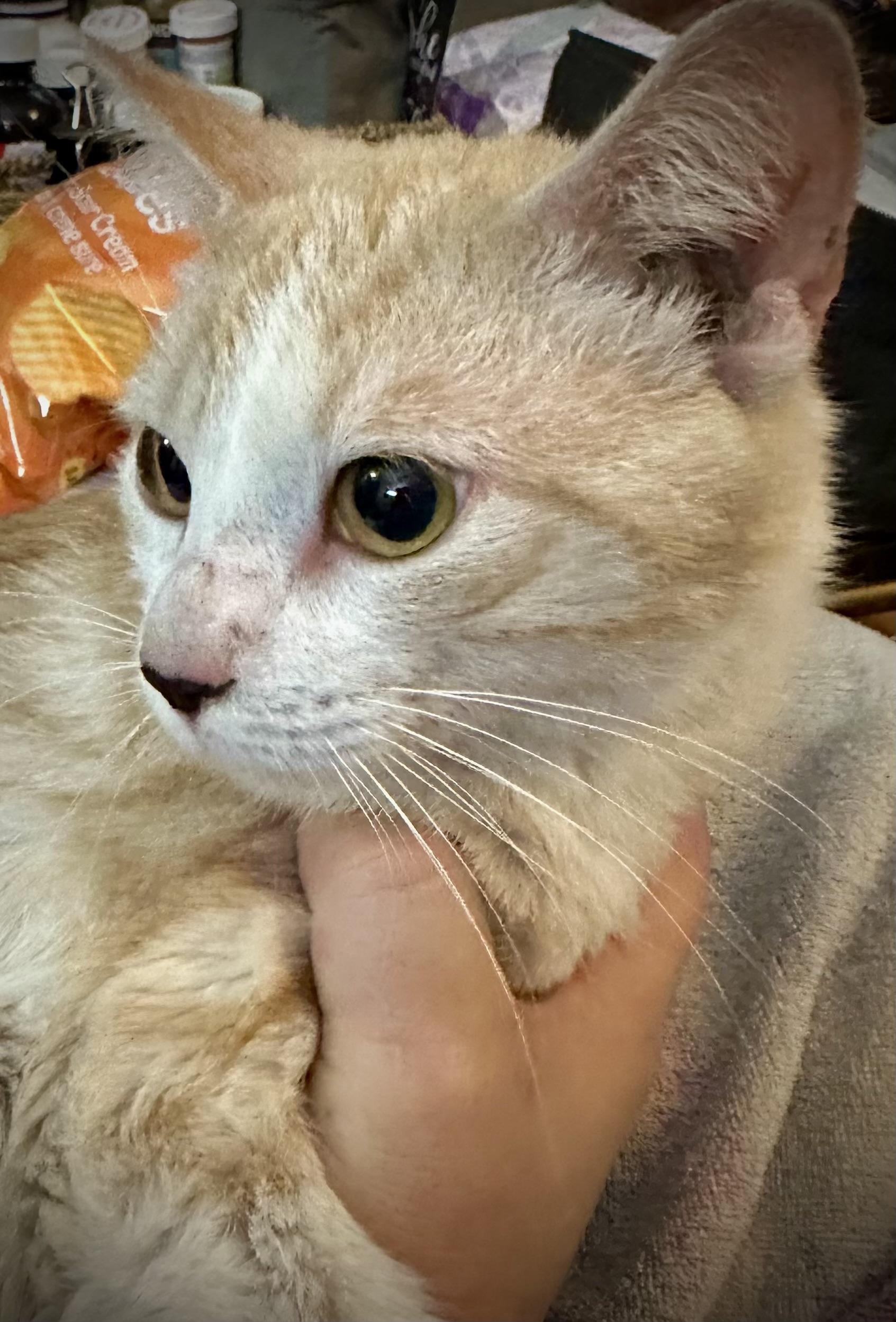 Enlarge Carson, a Adopted Domestic Short Hair in WOODSTOCK, ON image 3/4