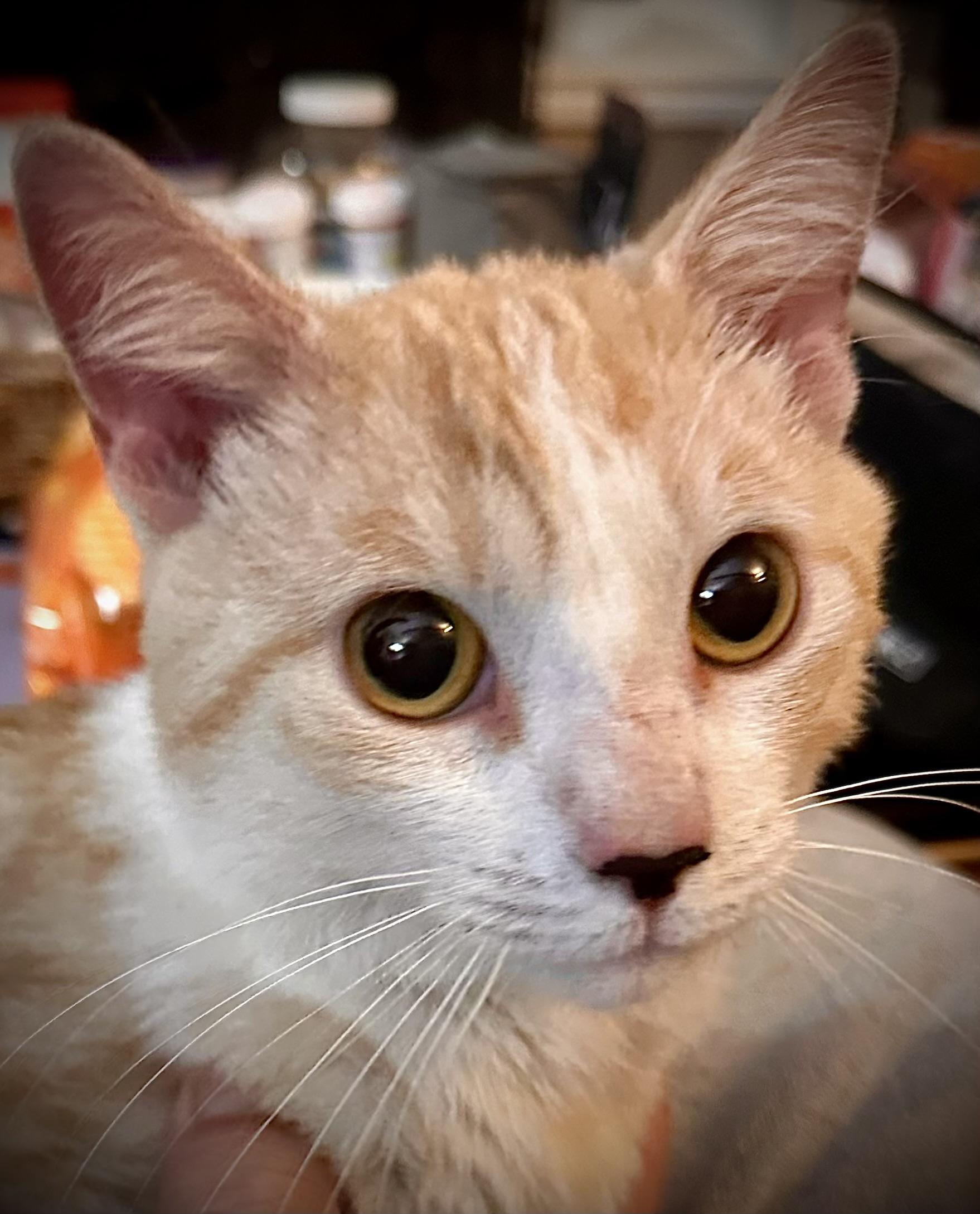 Carson, Adopted, Young Male Domestic Short Hair.