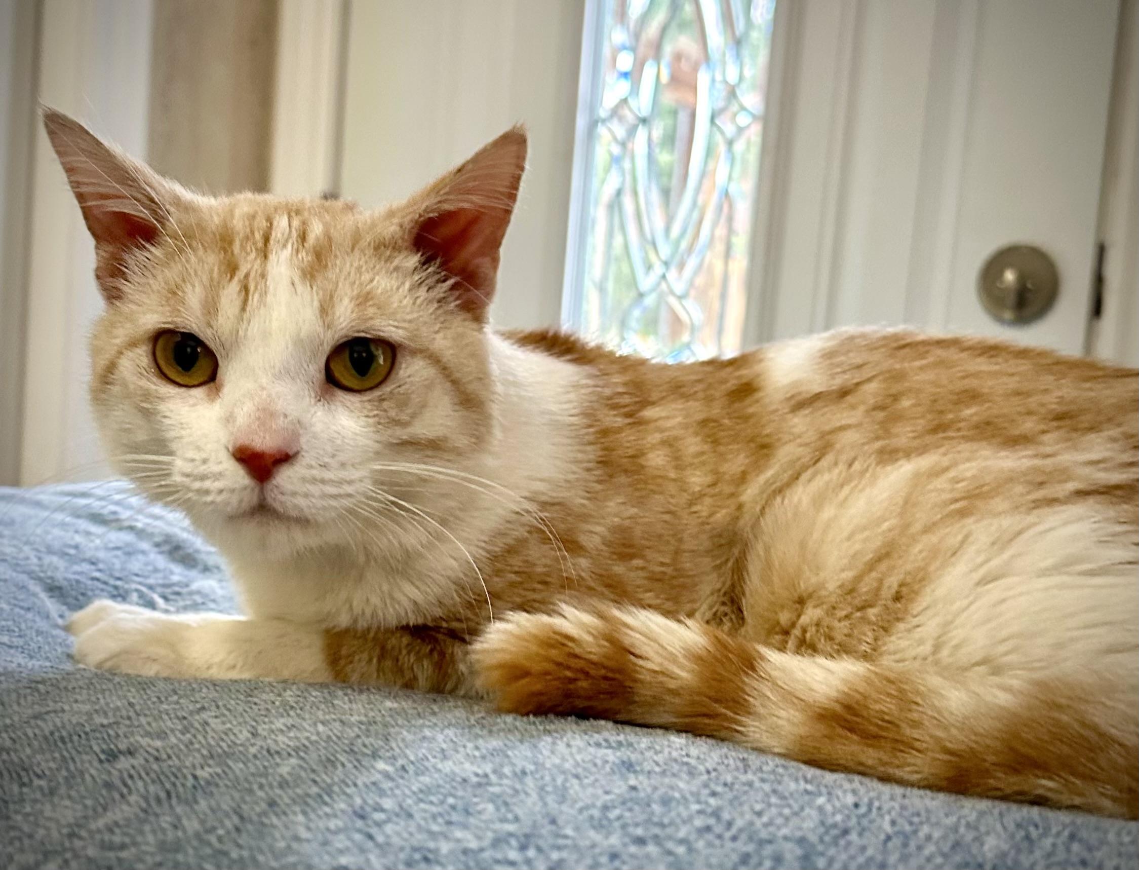 Enlarge Carson, a Adopted Domestic Short Hair in WOODSTOCK, ON image 2/4