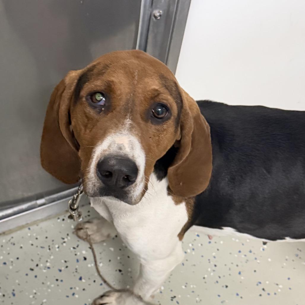 Enlarge Nova, a Adoptable Treeing Walker Coonhound in Marion, VA image 1/1