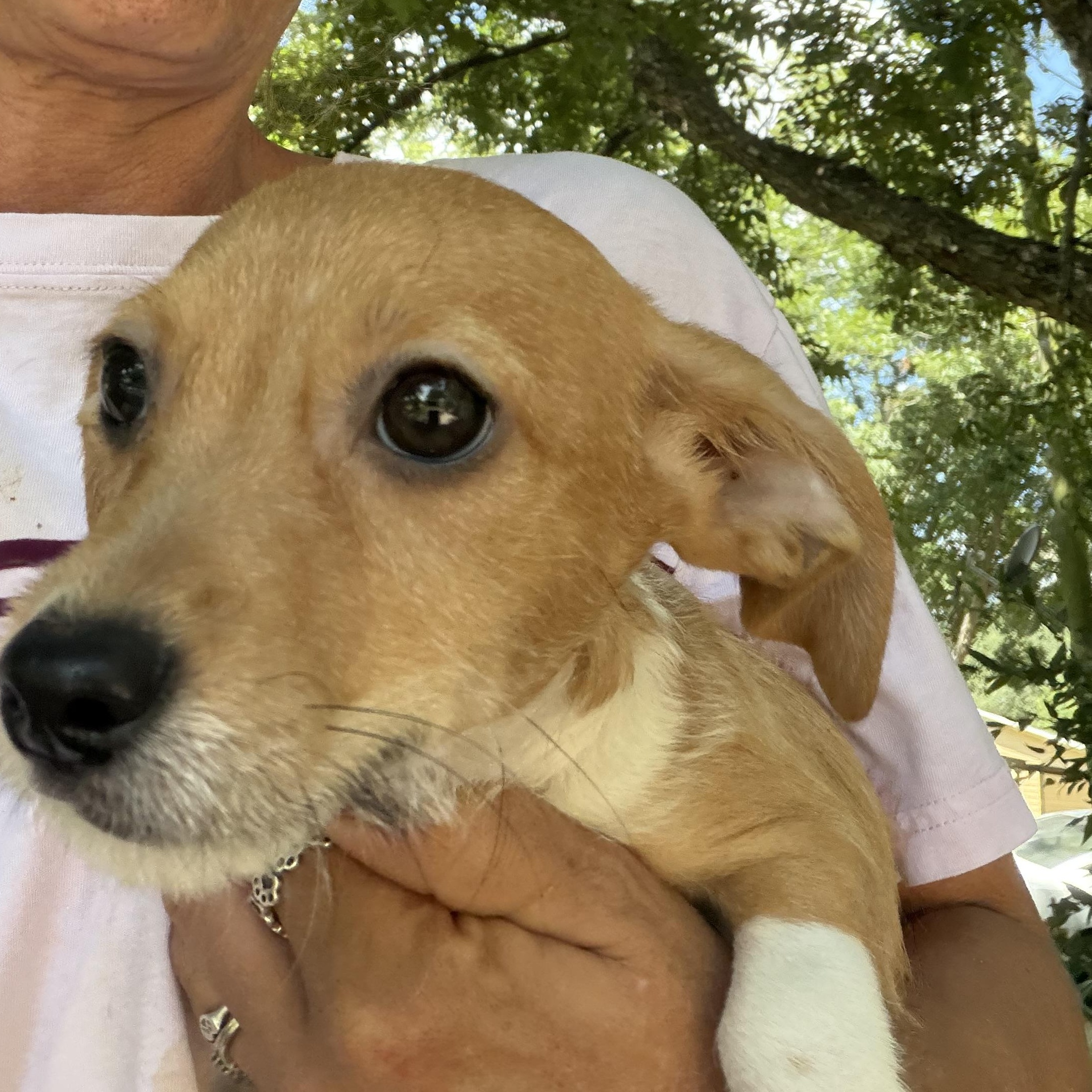 Turby Local Aug 21-23, adopted, Puppy Male Chihuahua & Dachshund.