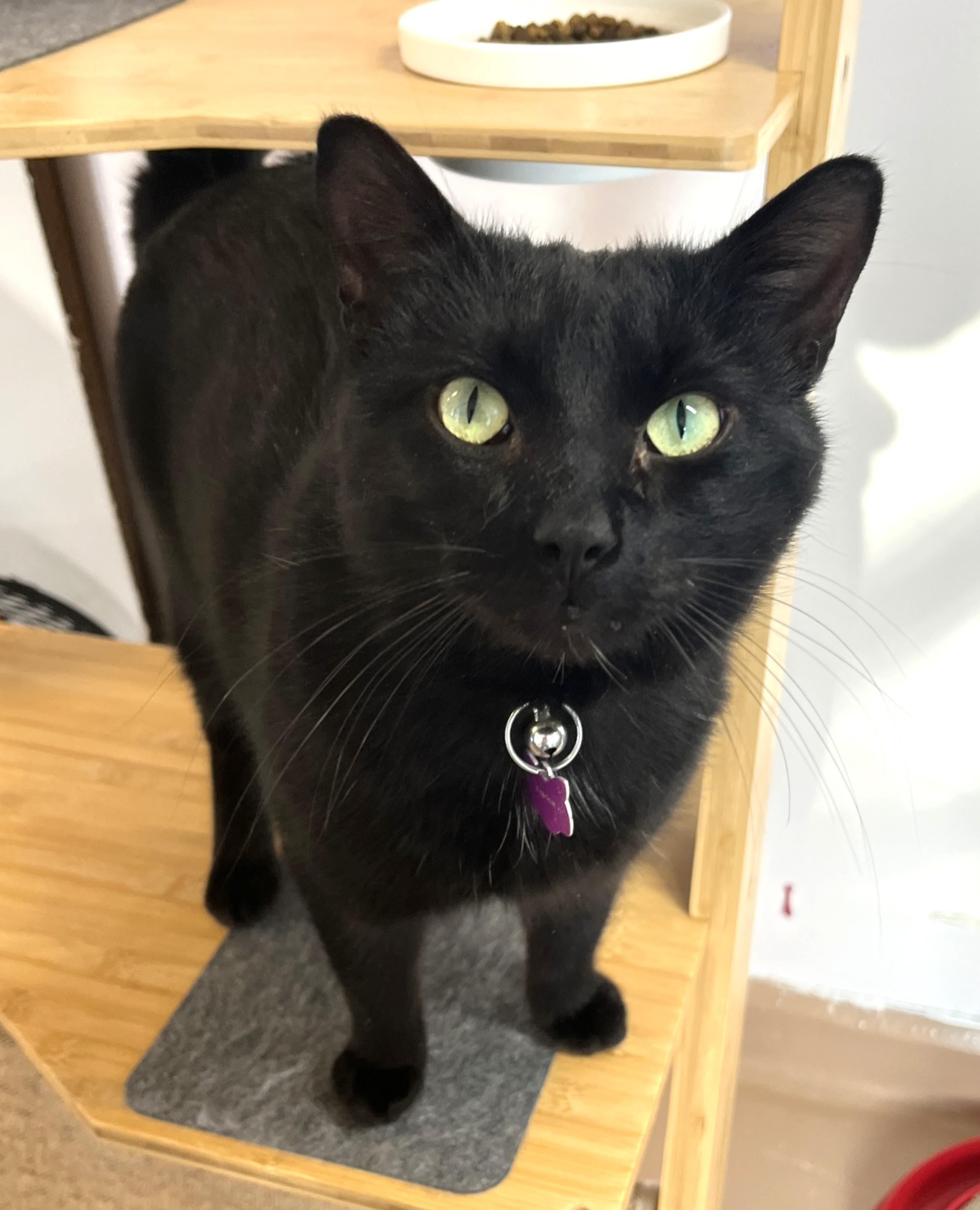 FRANKIE (CR/SC), adopted, Adult Male Domestic Short Hair.