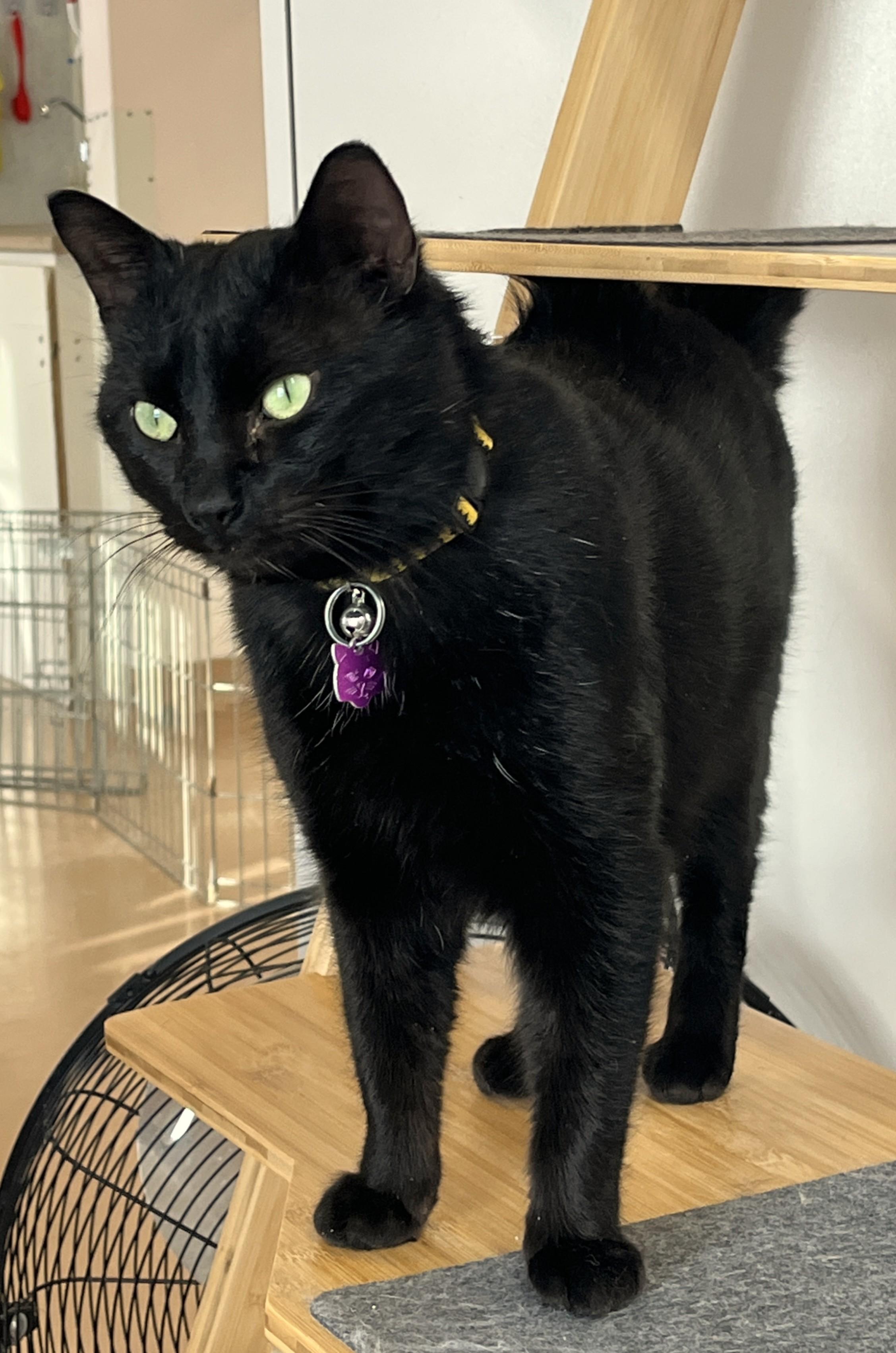 Enlarge FRANKIE (CR/SC), an adopted Domestic Short Hair in Sainte-Angele-de-Monnoir, QC image 3/6