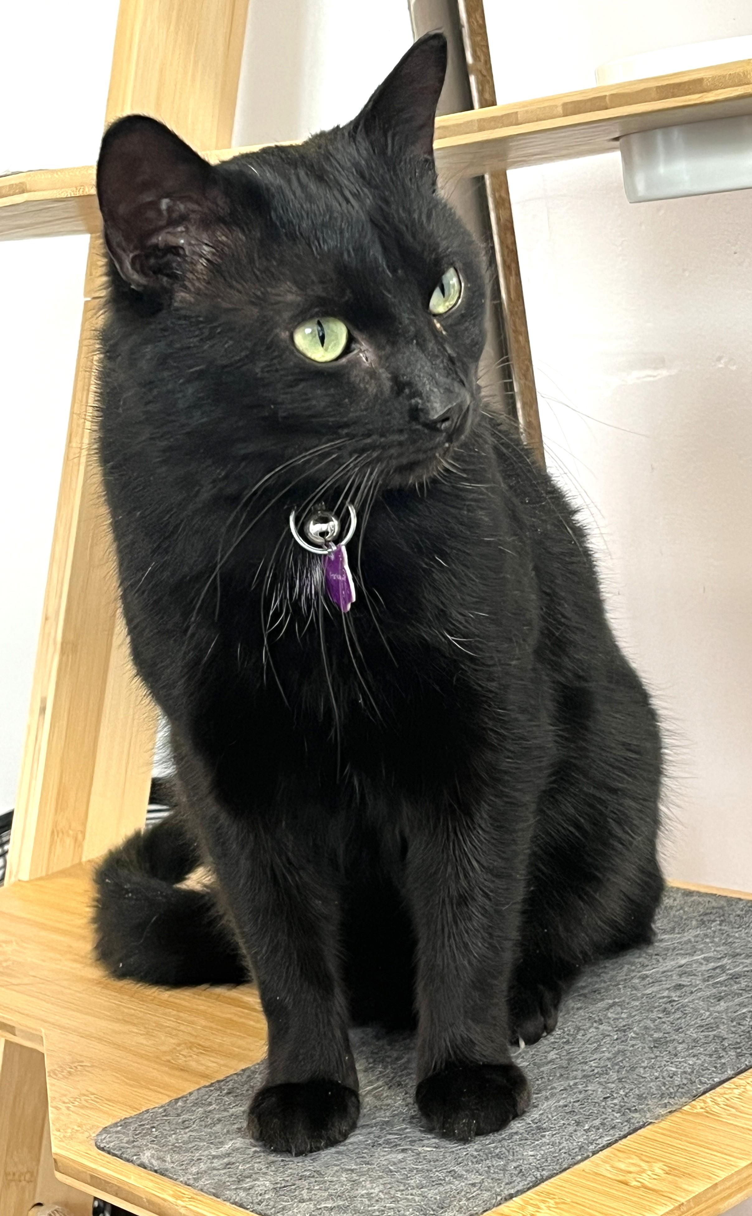 Enlarge FRANKIE (CR/SC), an adopted Domestic Short Hair in Sainte-Angele-de-Monnoir, QC image 4/6