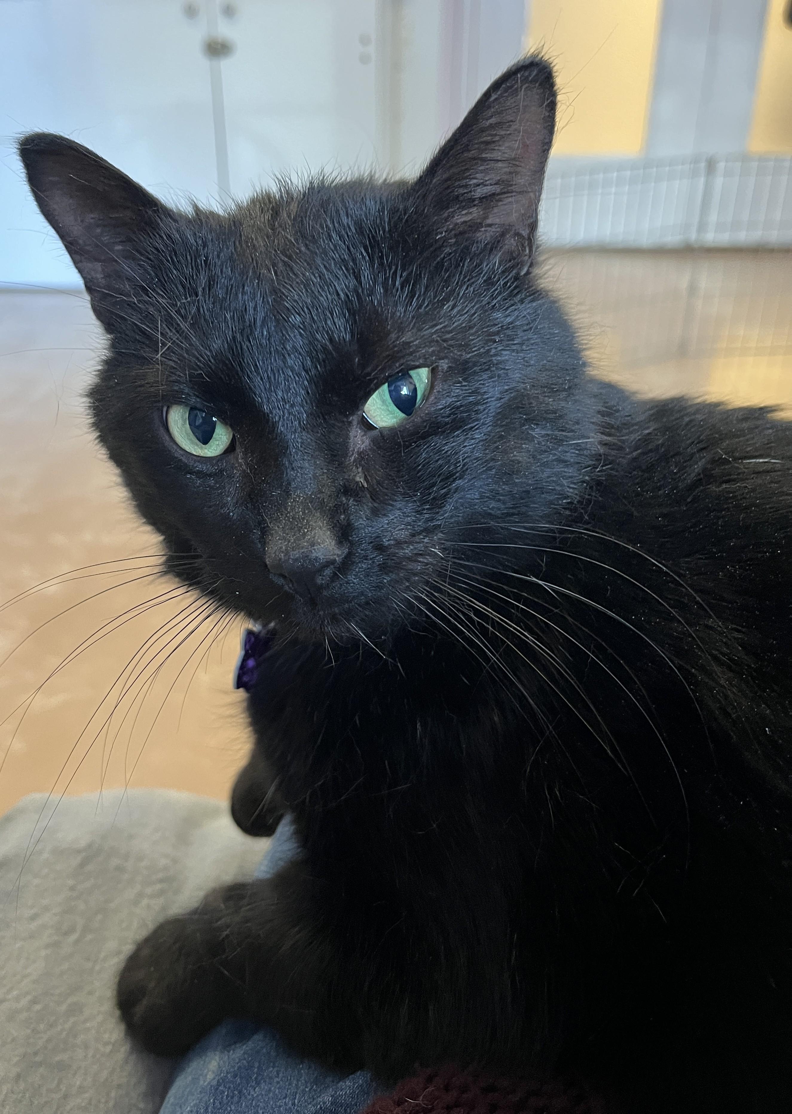 Enlarge FRANKIE (CR/SC), an adopted Domestic Short Hair in Sainte-Angele-de-Monnoir, QC image 5/6