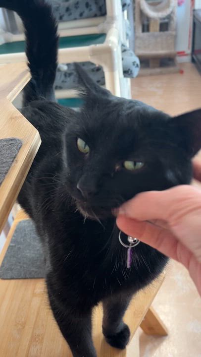 Enlarge FRANKIE (CR/SC), an adopted Domestic Short Hair in Sainte-Angele-de-Monnoir, QC video 6/6