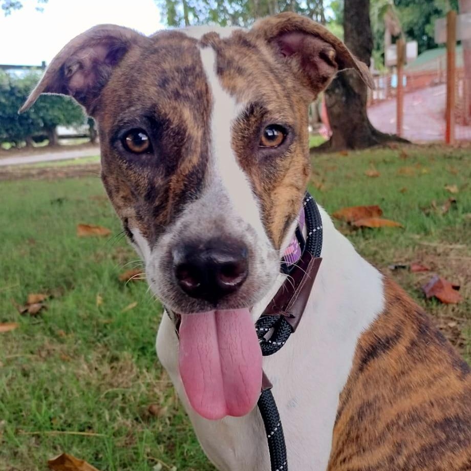 BRUNI "Call me family." (Currently in Puerto Rico), Adoptable, Young Female Labrador Retriever.