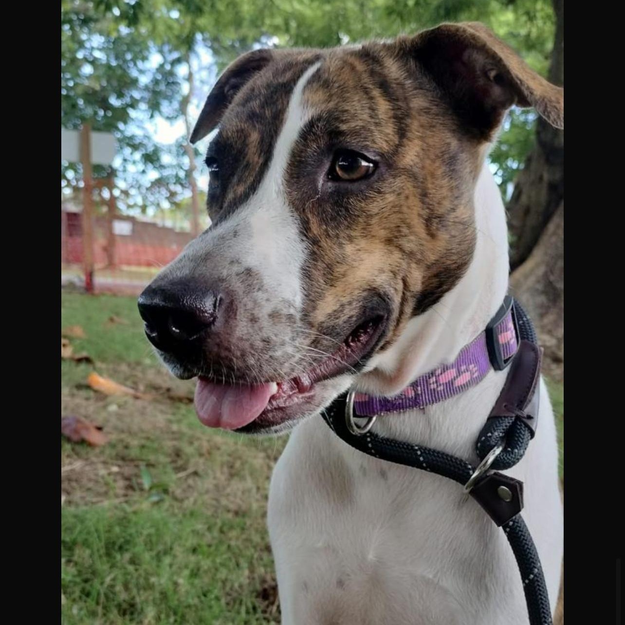 Enlarge BRUNI "Call me family." (Currently in Puerto Rico), a Adoptable mixed breed in New York, NY image 2/4