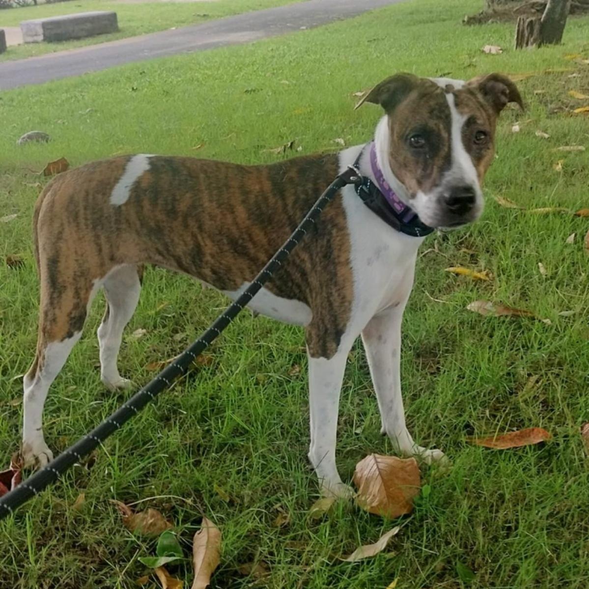 Enlarge BRUNI "Call me family." (Currently in Puerto Rico), a Adoptable mixed breed in New York, NY image 3/4