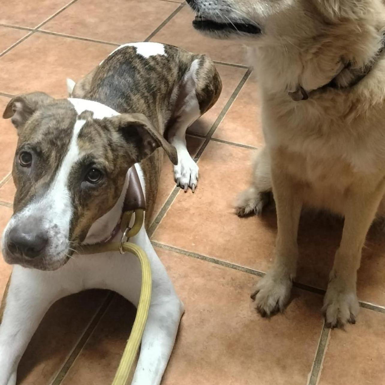 Enlarge BRUNI "Call me family." (Currently in Puerto Rico), a Adoptable mixed breed in New York, NY image 4/4