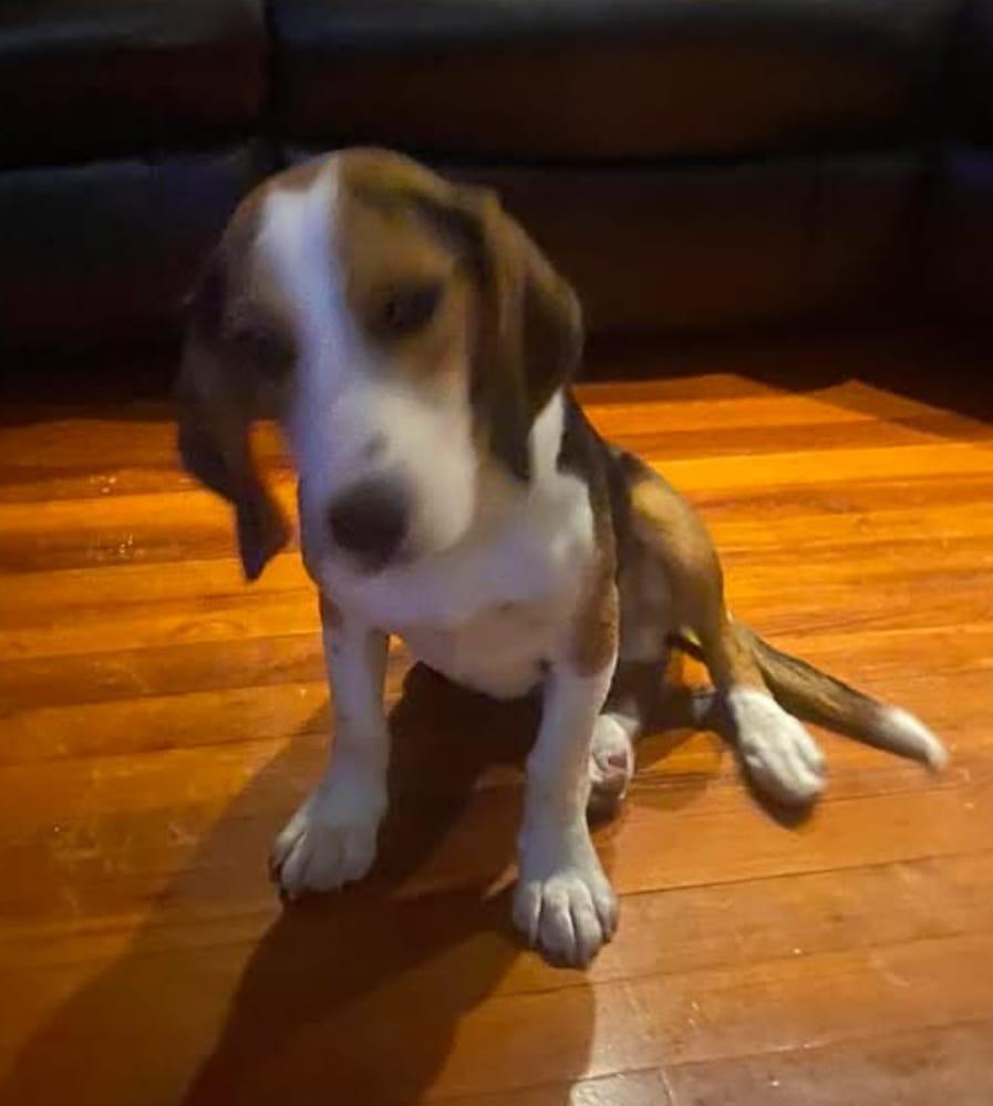 Enlarge Baloney II, a Adopted Beagle in Dunnellon, FL image 1/3