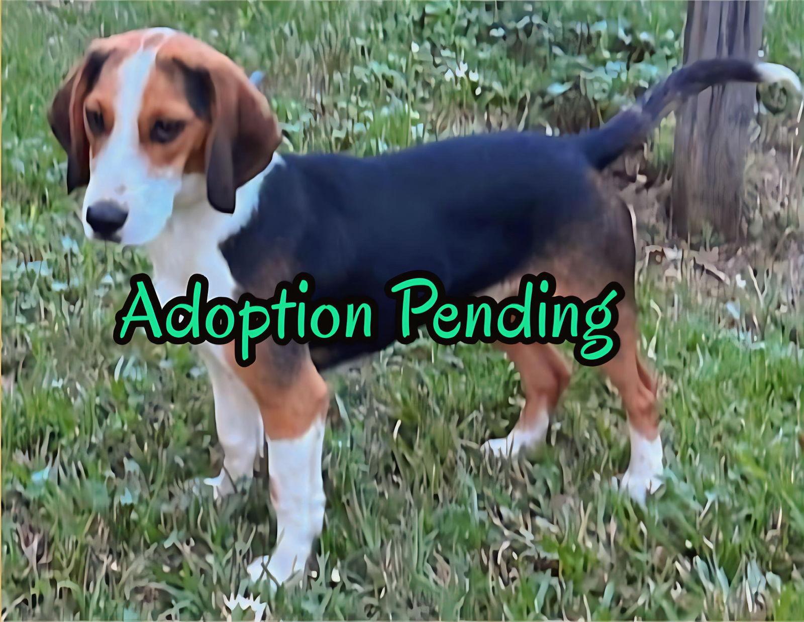 Enlarge Baloney II, a Adopted Beagle in Dunnellon, FL image 2/3