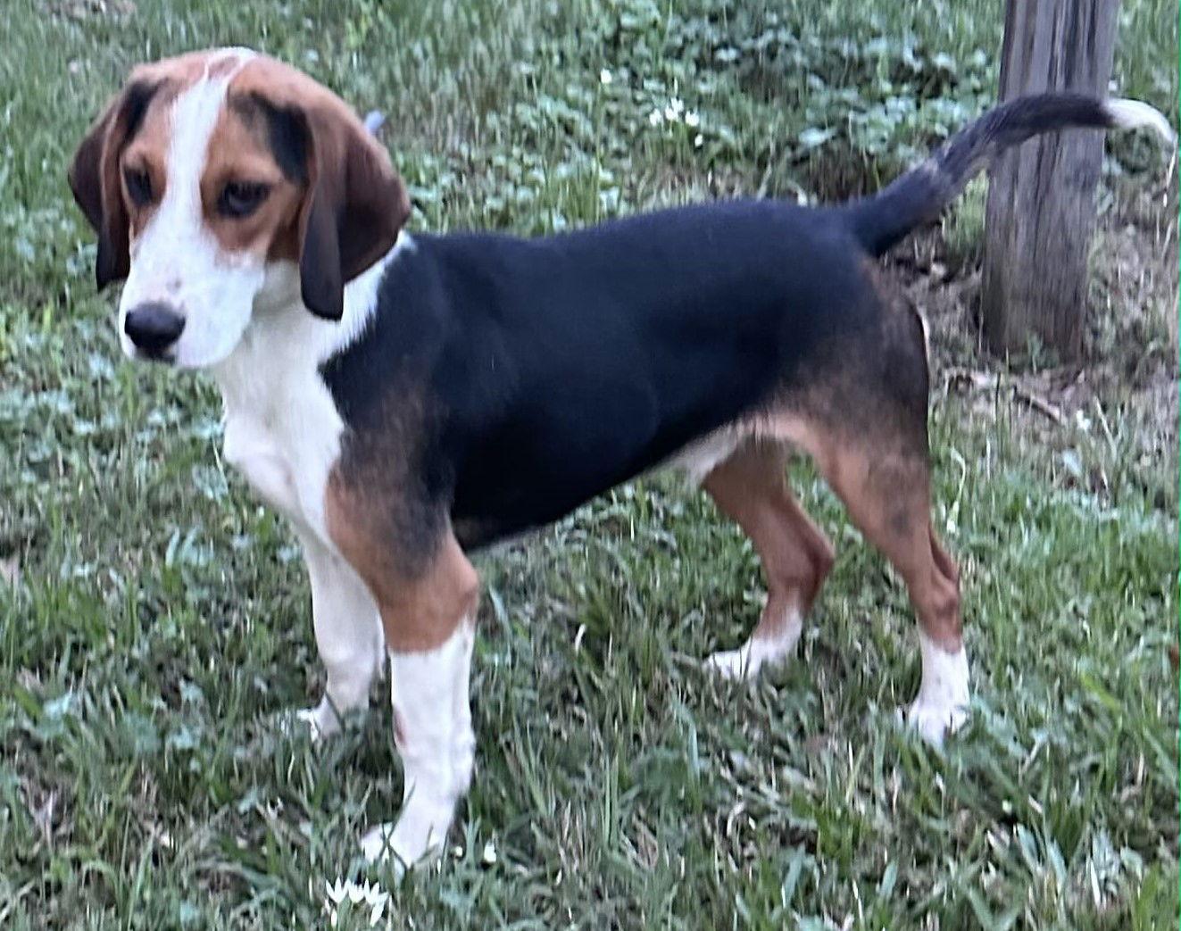 Enlarge Baloney II, a Adopted Beagle in Dunnellon, FL image 3/3