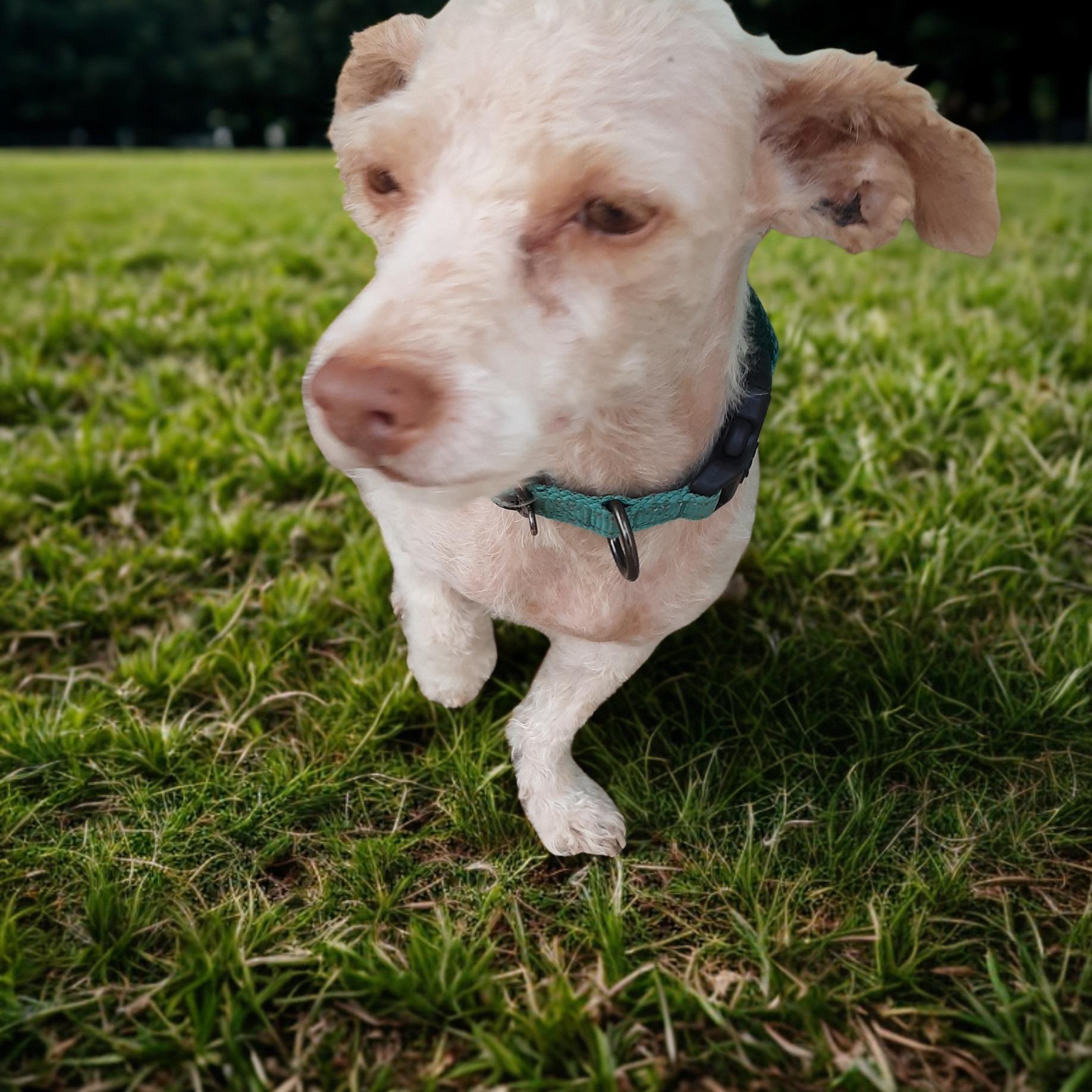 Enlarge Snickers, an adopted mixed breed in Spanaway, WA image 2/6