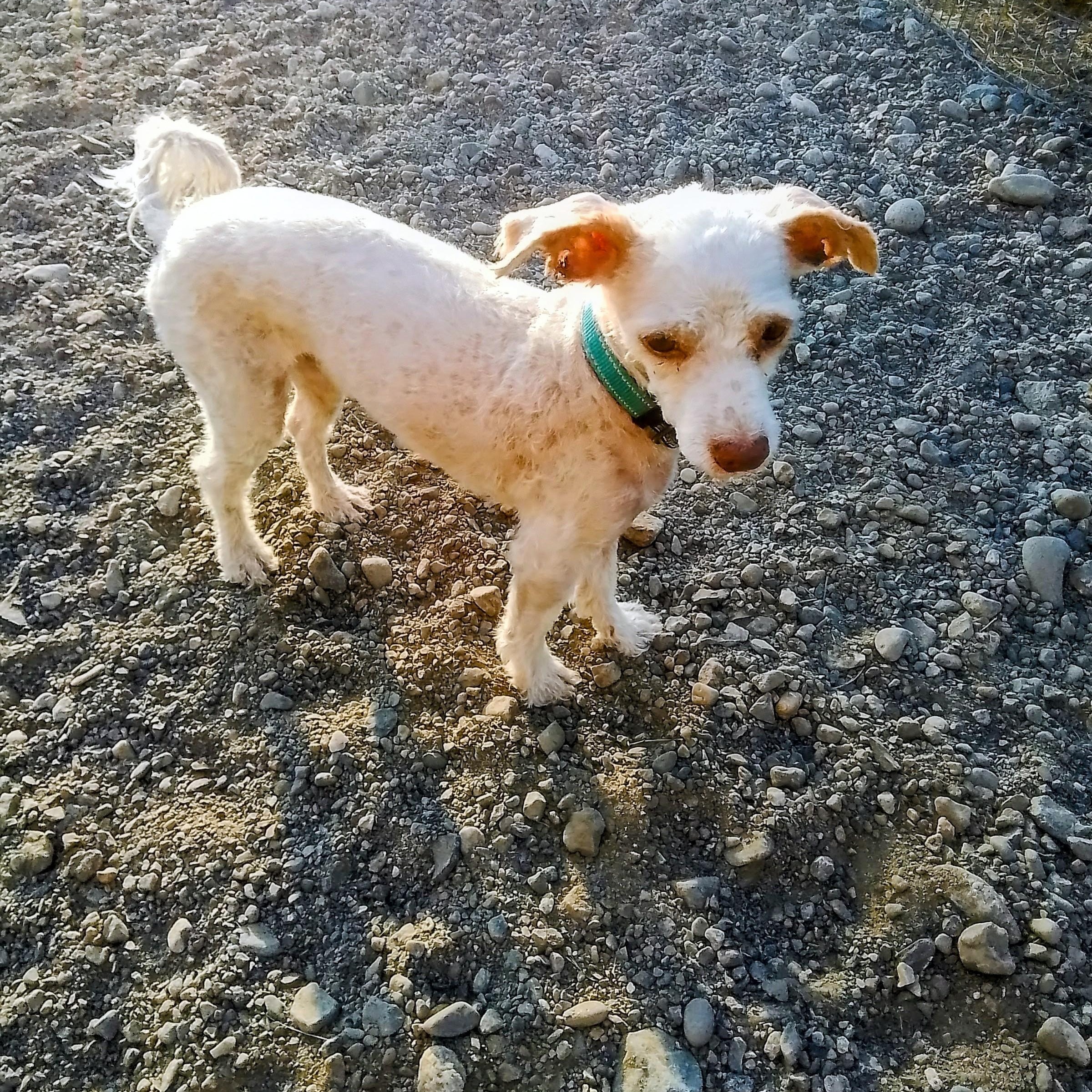 Enlarge Snickers, an adopted mixed breed in Spanaway, WA image 3/6