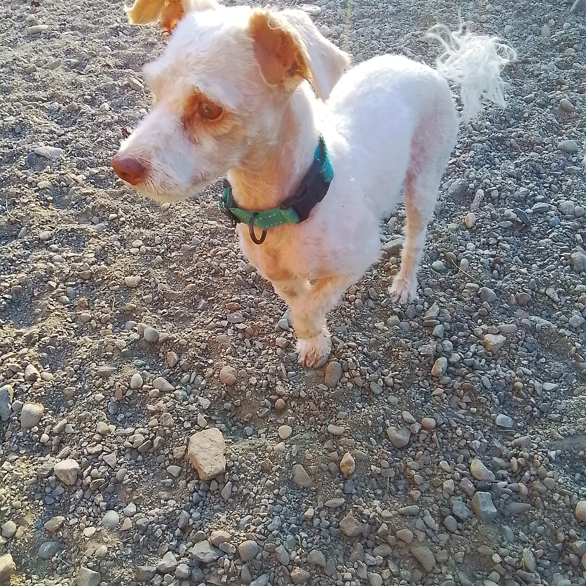 Enlarge Snickers, an adopted mixed breed in Spanaway, WA image 5/6