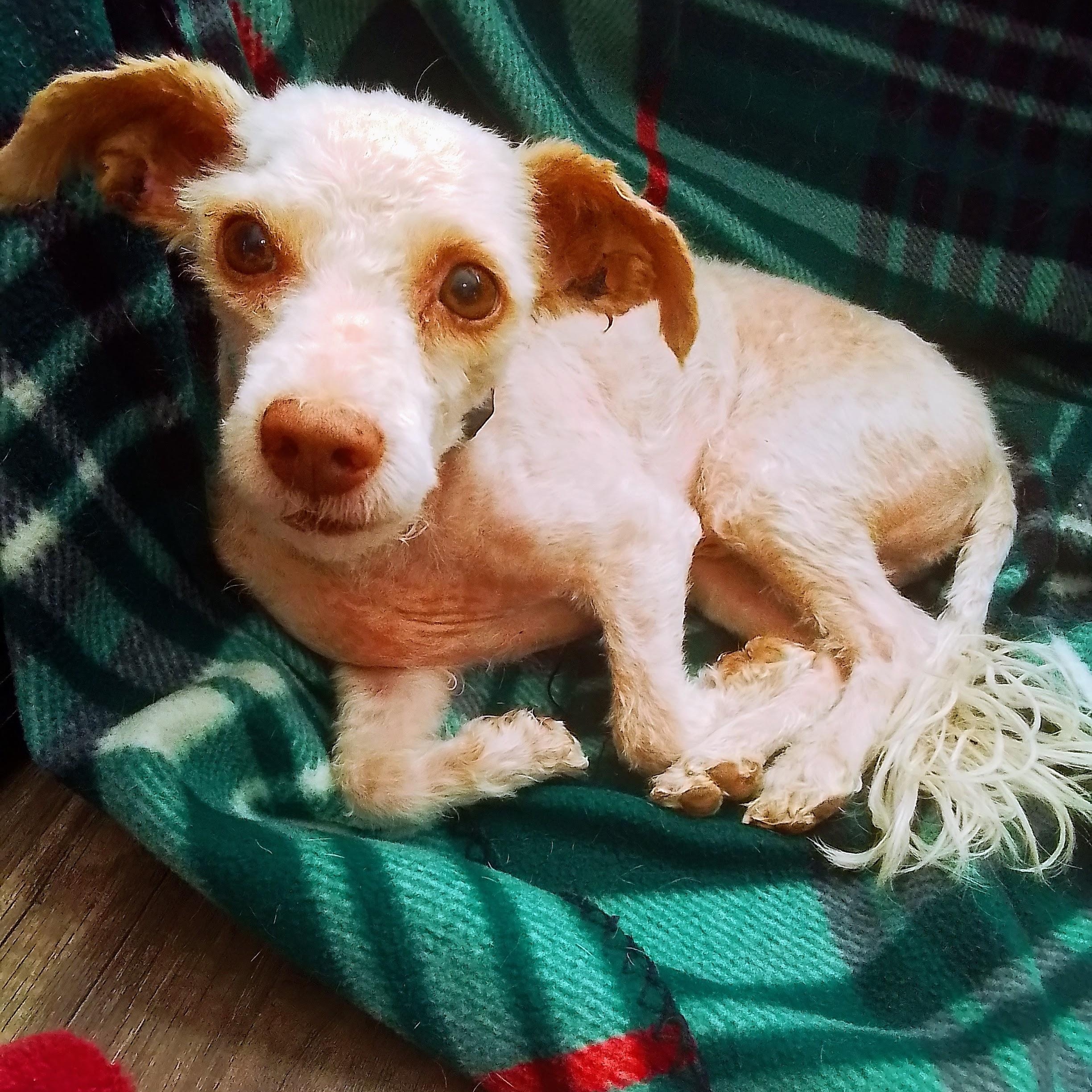 Enlarge Snickers, an adopted mixed breed in Spanaway, WA image 1/6