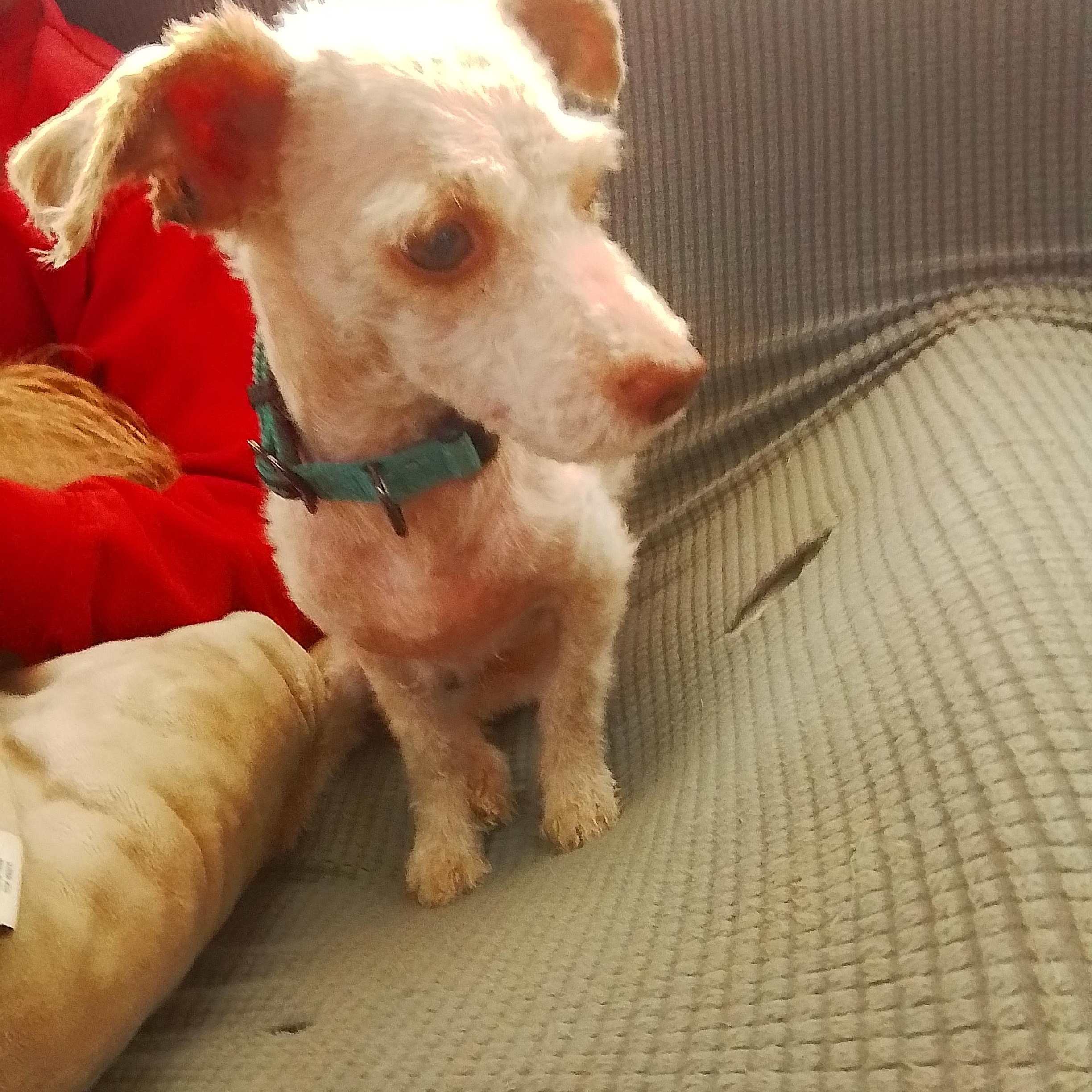 Enlarge Snickers, an adopted mixed breed in Spanaway, WA image 4/6