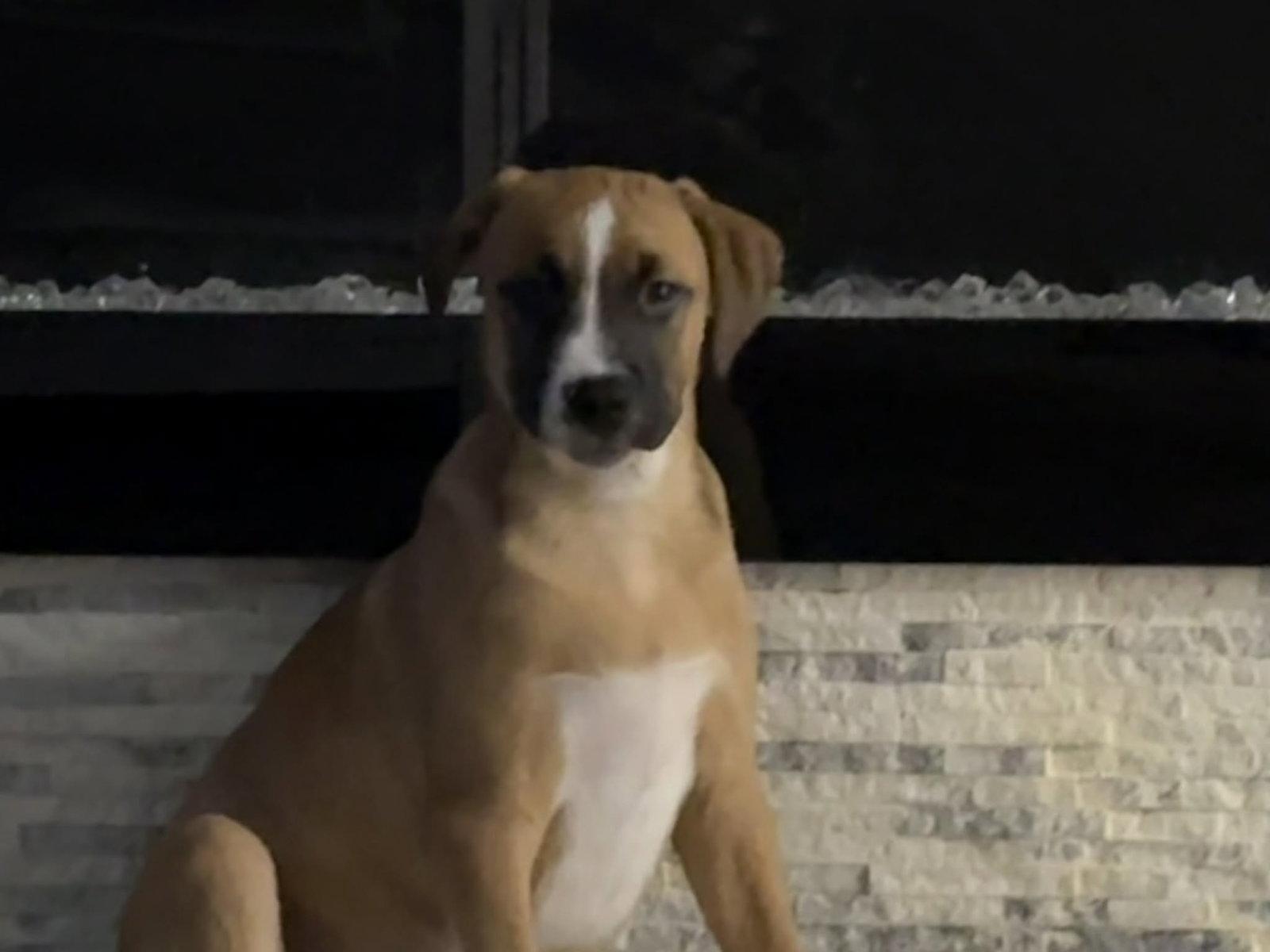 Enlarge BARDOLPH, a Adoptable Boxer in Pomfret Center, CT image 1/3