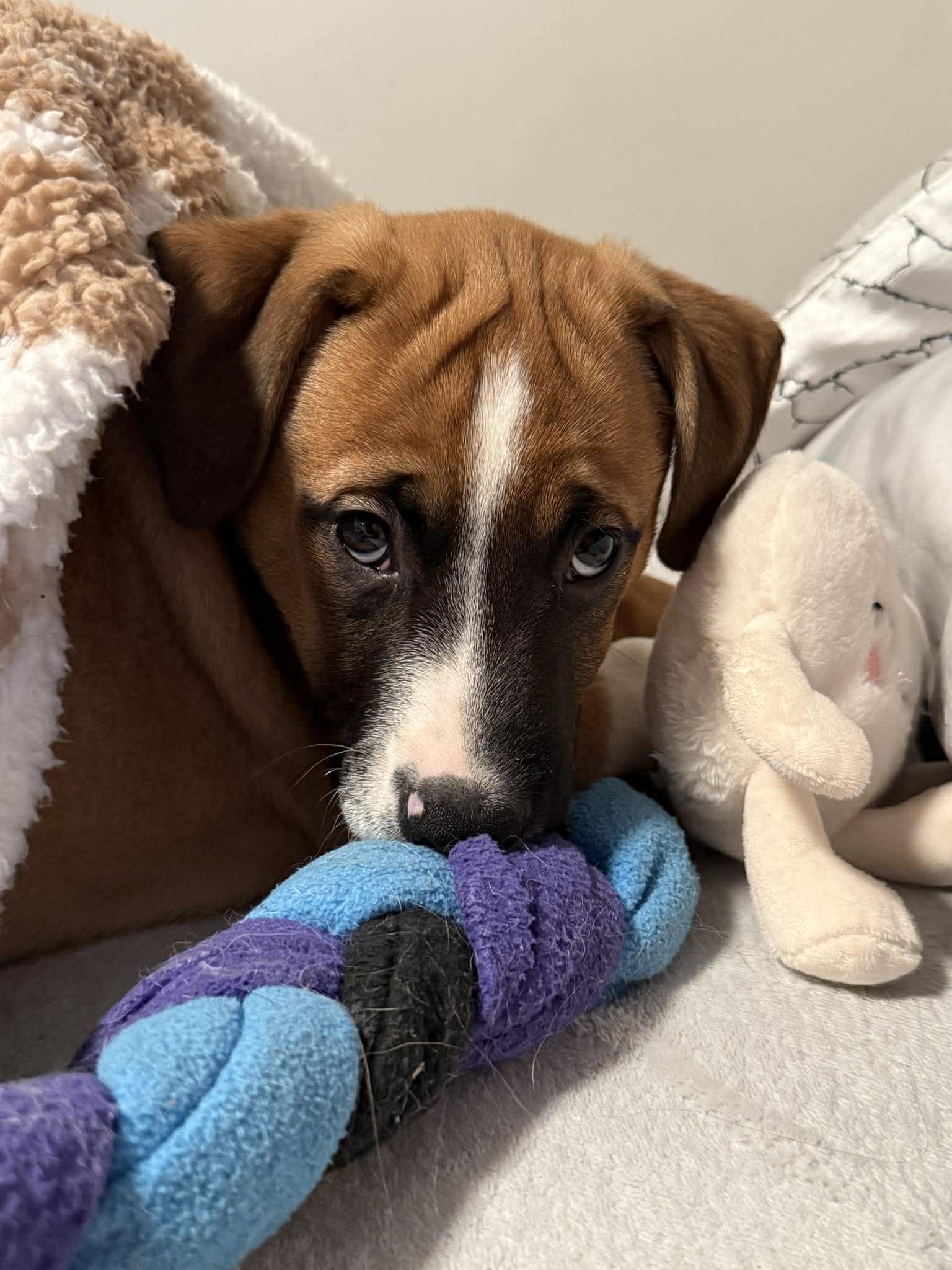 BARDOLPH, a Adoptable Boxer in Pomfret Center, CT image 1/3