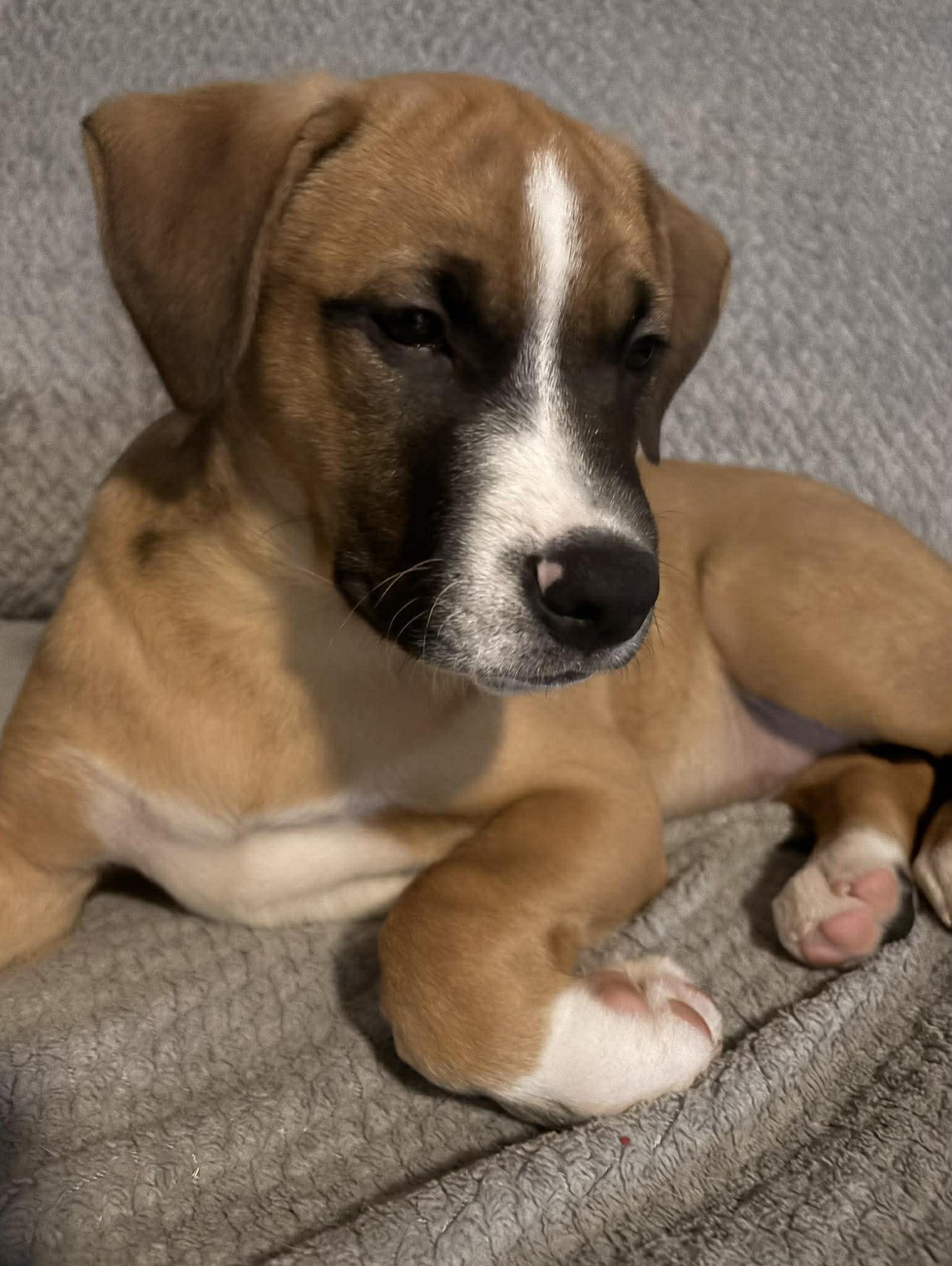 BARDOLPH, a Adoptable Boxer in Pomfret Center, CT image 2/3