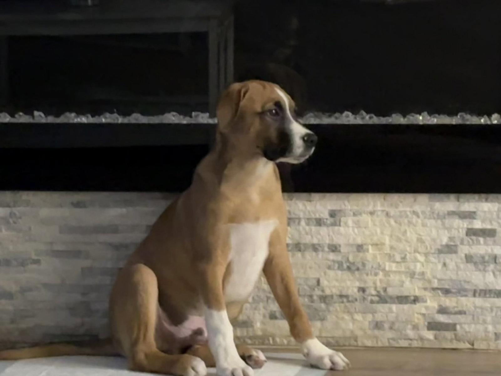 Enlarge BARDOLPH, a Adoptable Boxer in Pomfret Center, CT image 3/3