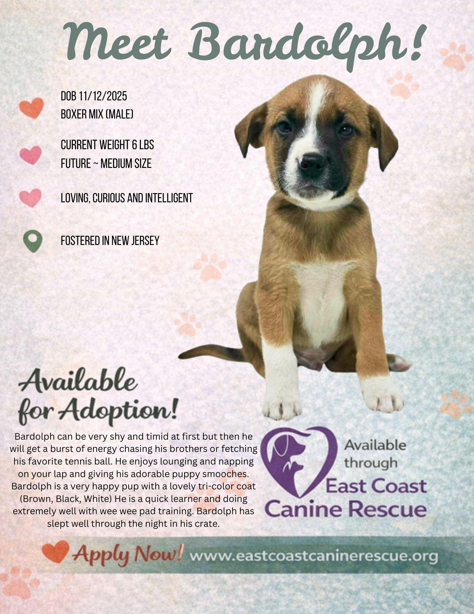 BARDOLPH, a Adoptable Boxer in Pomfret Center, CT image 3/3