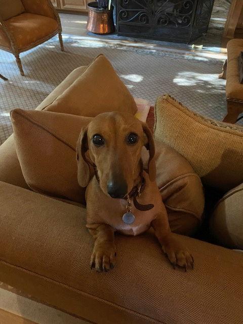 Macy, a Adopted Dachshund in Austin, TX image 1/3