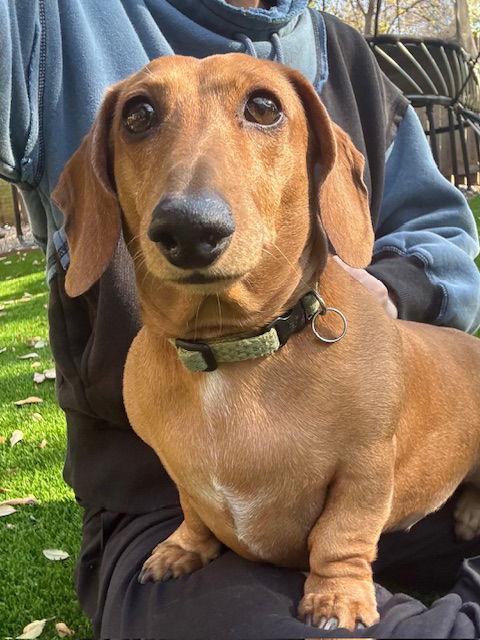 Macy, a Adopted Dachshund in Austin, TX image 2/3