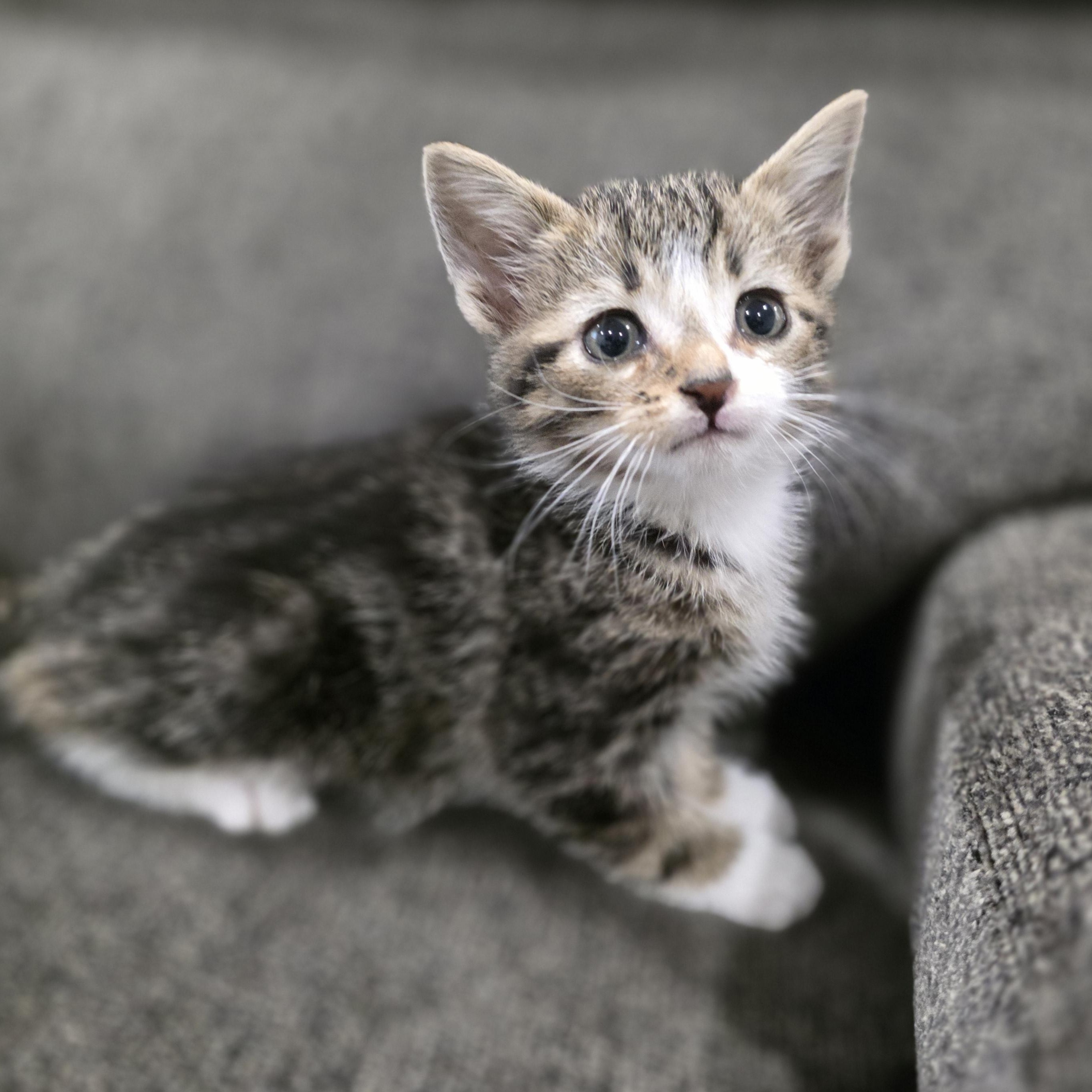 Desmond, ADOPTABLE, Kitten Male Domestic Short Hair & Tabby.