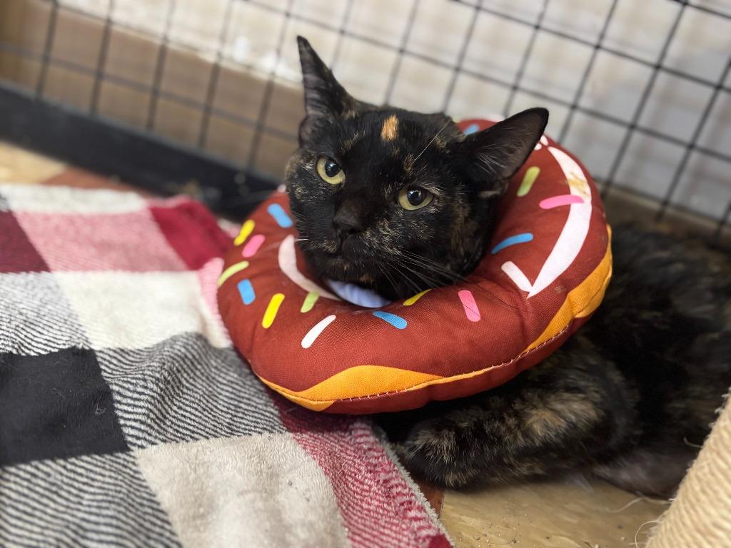 Enlarge SOL, a Adoptable mixed breed in Wintersville, OH image 1/1