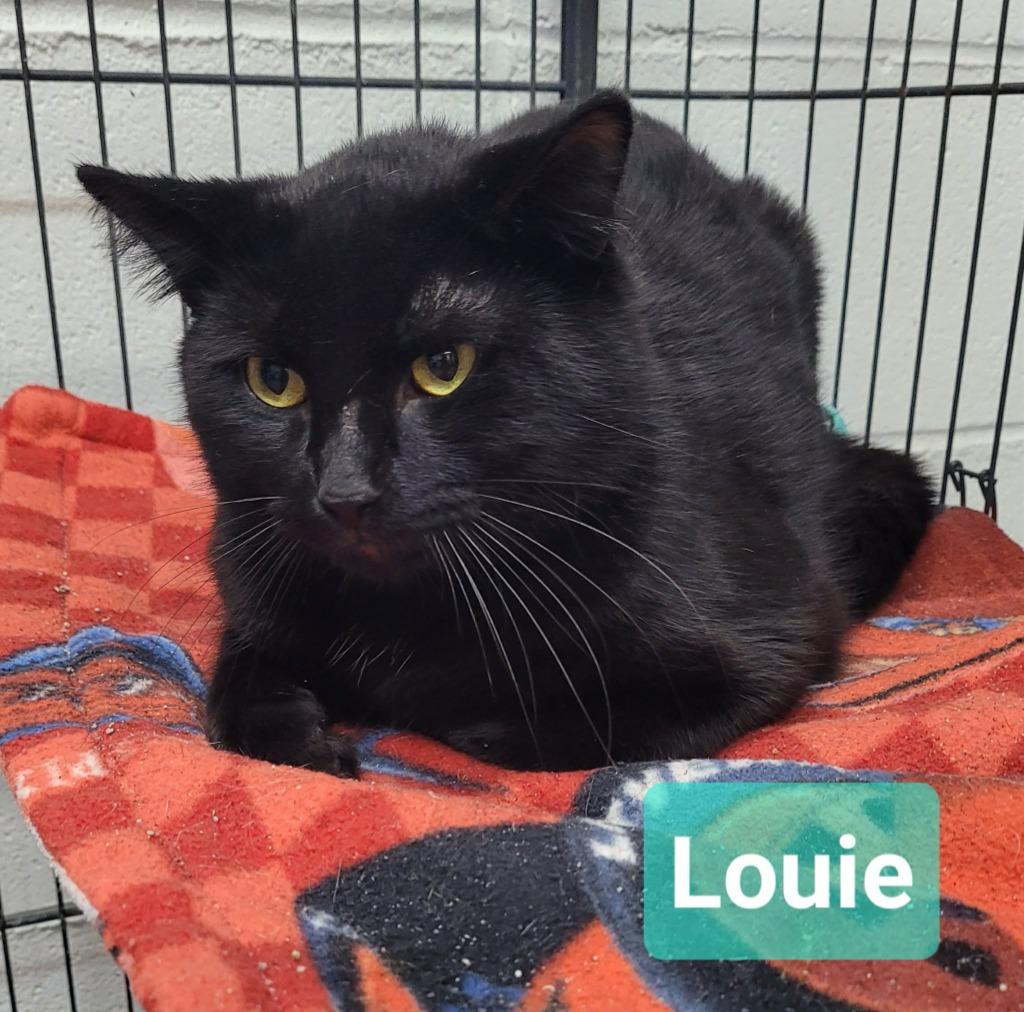 Enlarge Louie, a Adoptable mixed breed in Richmond, IN image 1/3